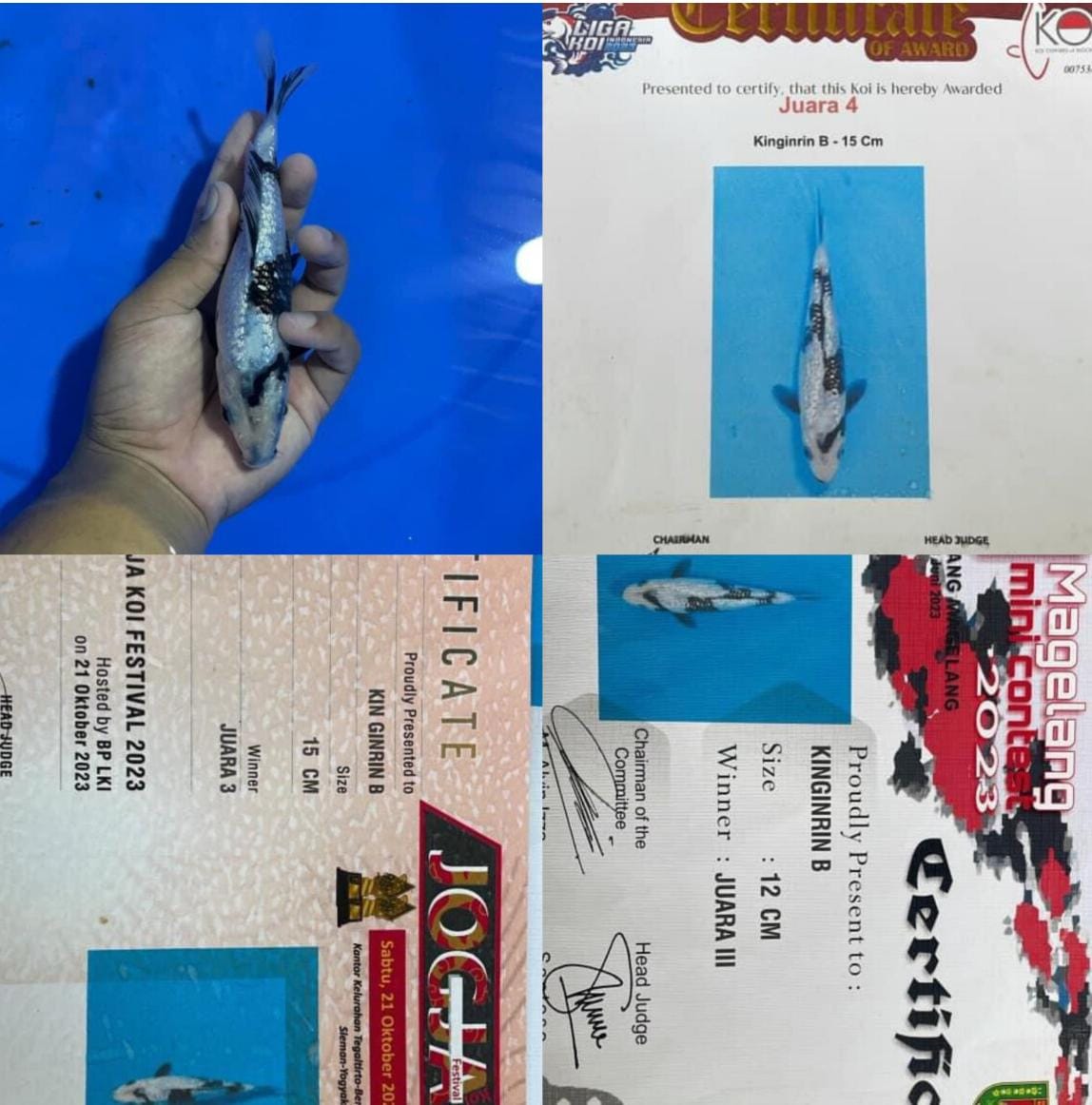 SHIRO UTSHURI 3 KALI JUARA DI KONTES ADA 3 BERCERTIFIKAT SQ ISTIMEWA TULUNGAGUNG 18cm
