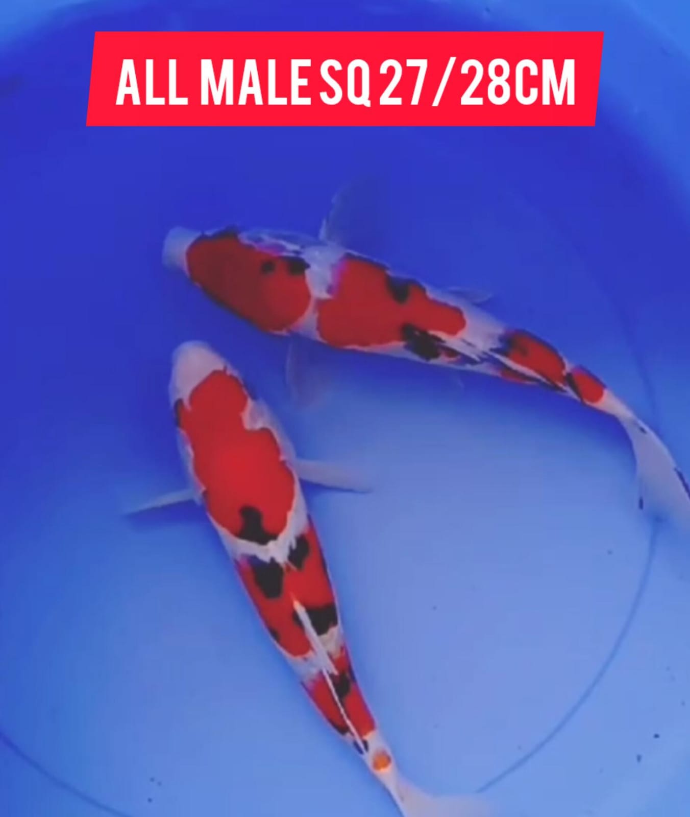 PKT 2 EKOR SHANKE SQ ALL MALE ISTIMEWA LOKASI BOJONEGORO 2728cm