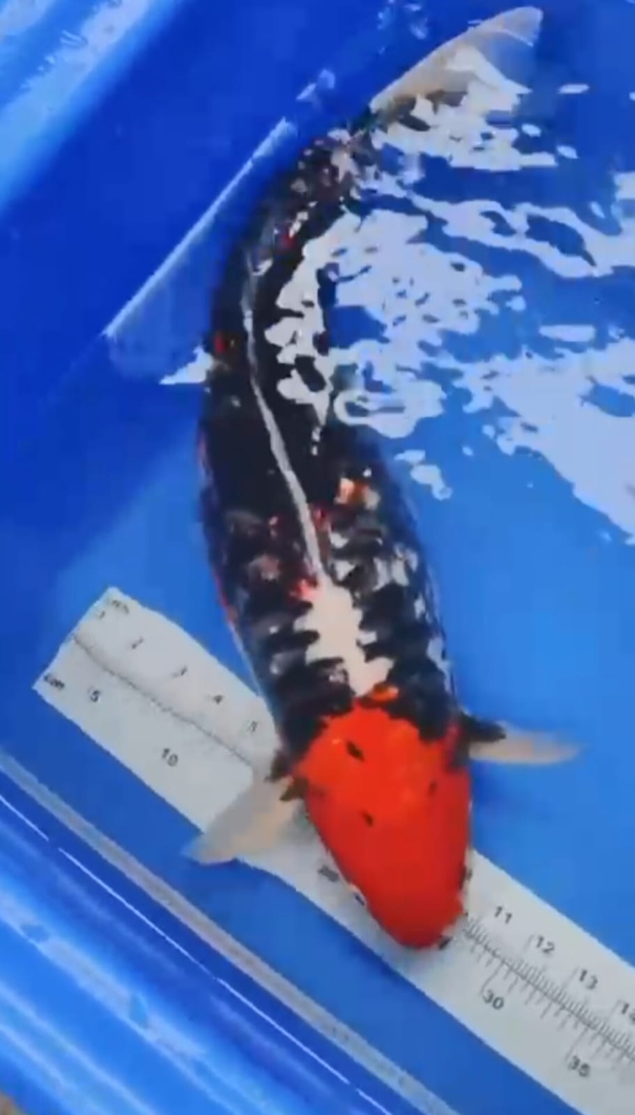 SUPER KUMONRIYU JUMBO ISTIMEWA LOKASI TULUNGAGUNG 53cm