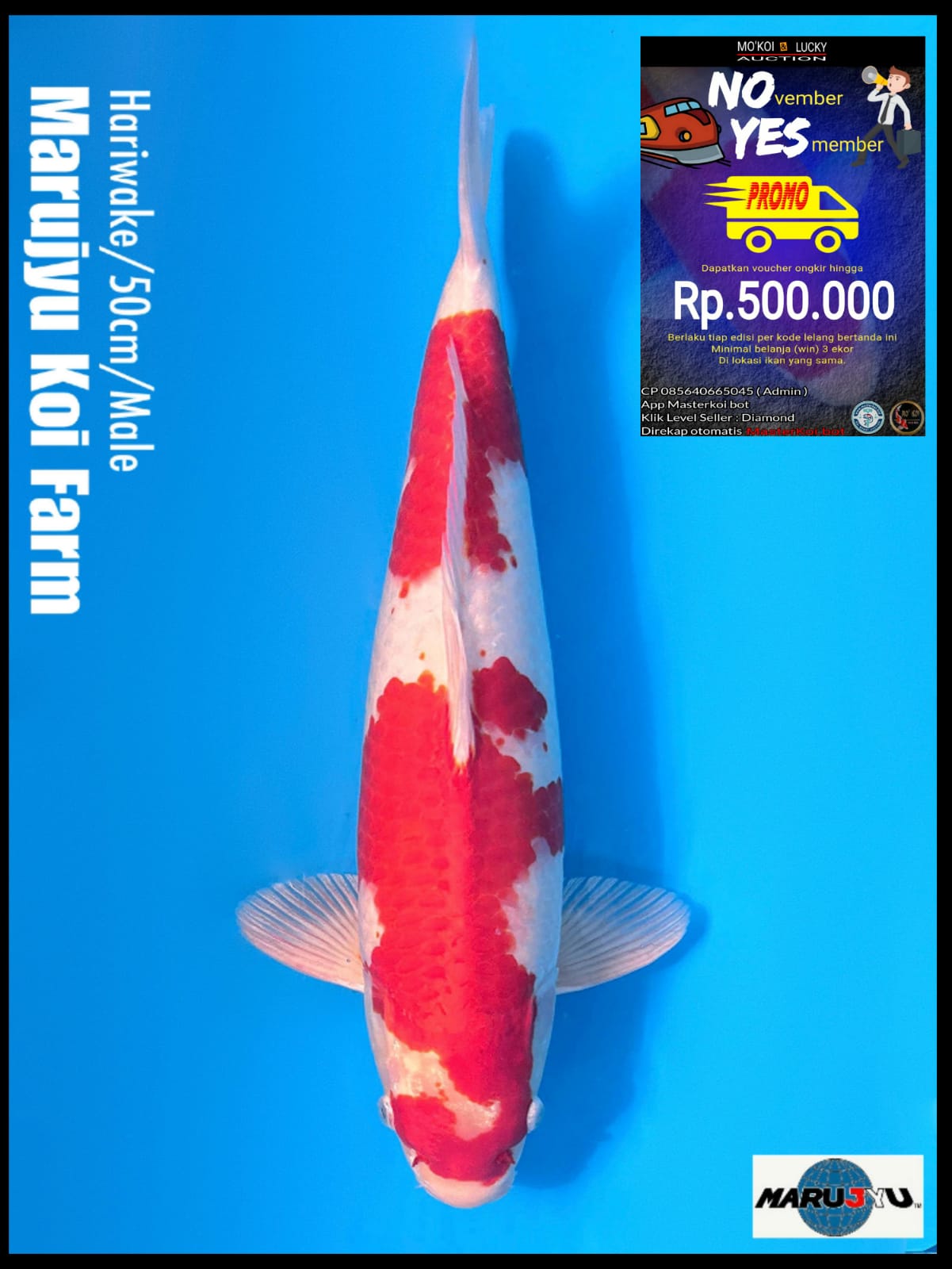 HARIWAKE MARUJYU 50cm