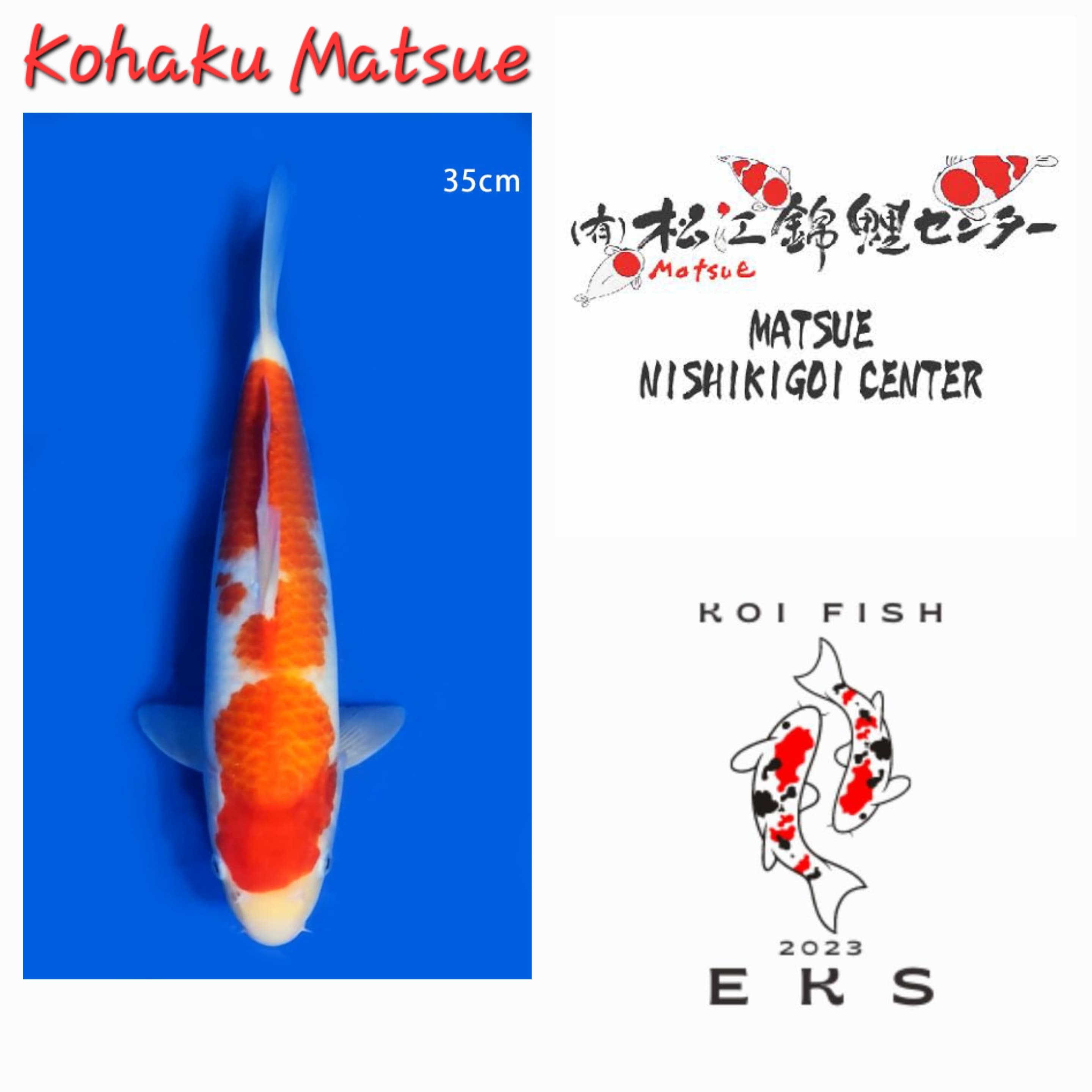 KOHAKU SERTIFIKAT MATSUE 35cm