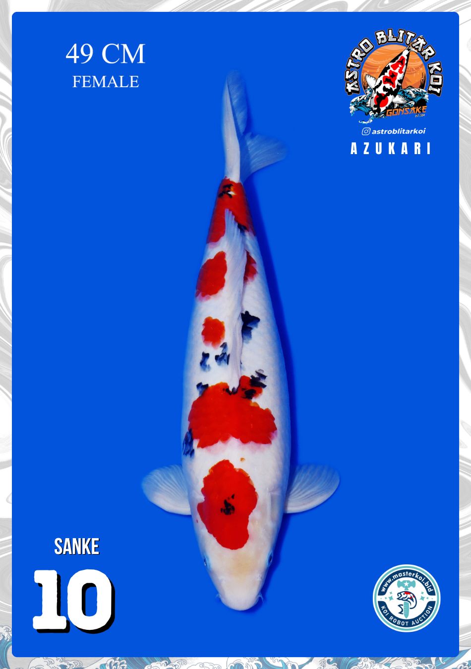 SANKE 49cm