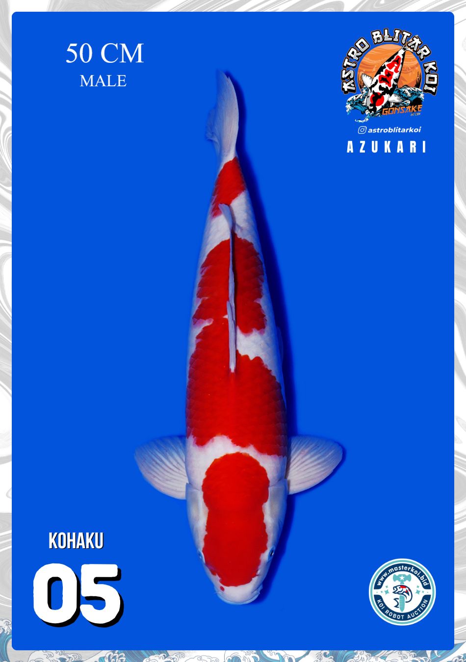 KOHAKU 50cm