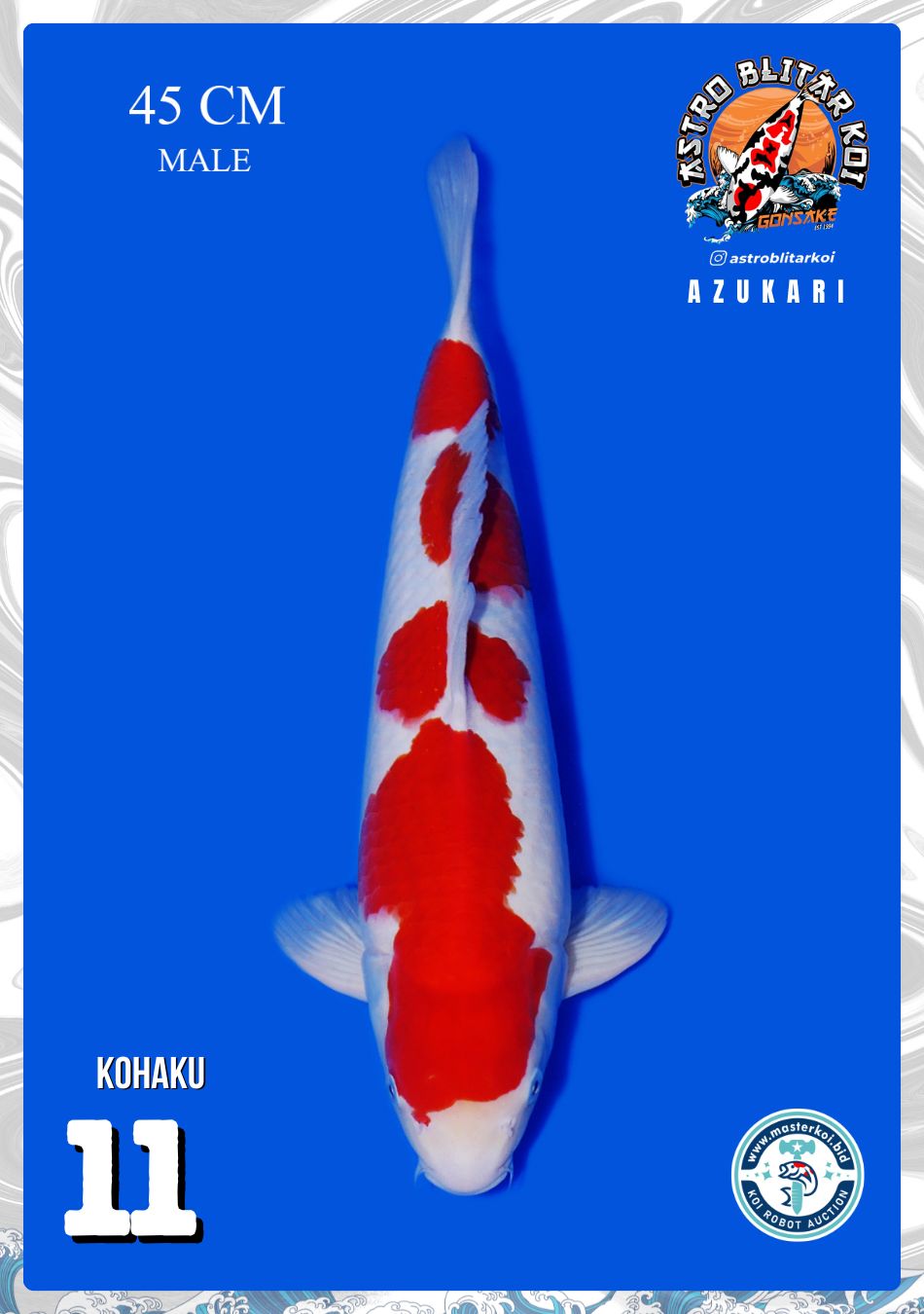 KOHAKU 45cm