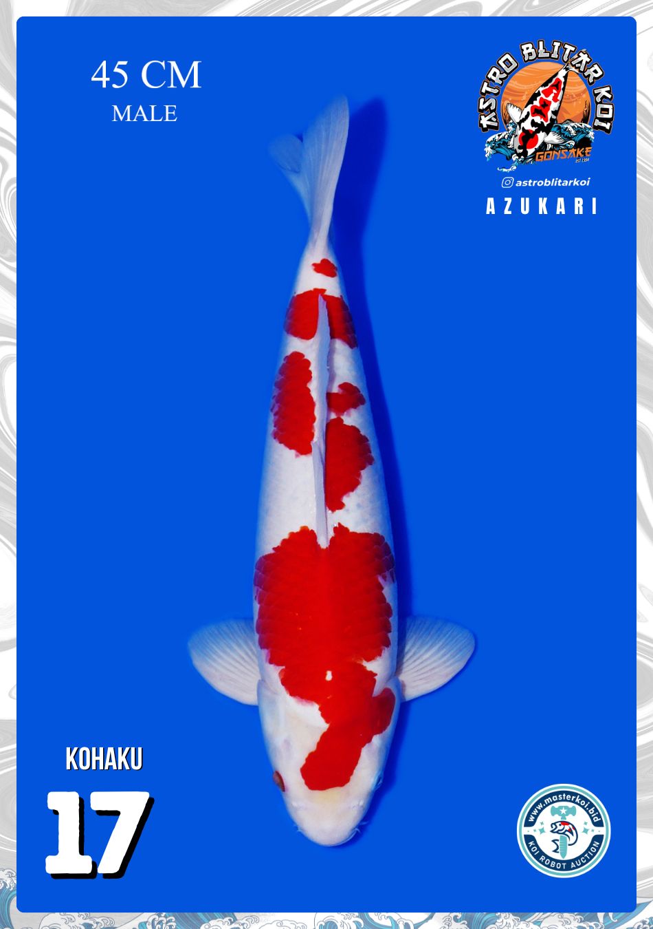 KOHAKU 45cm