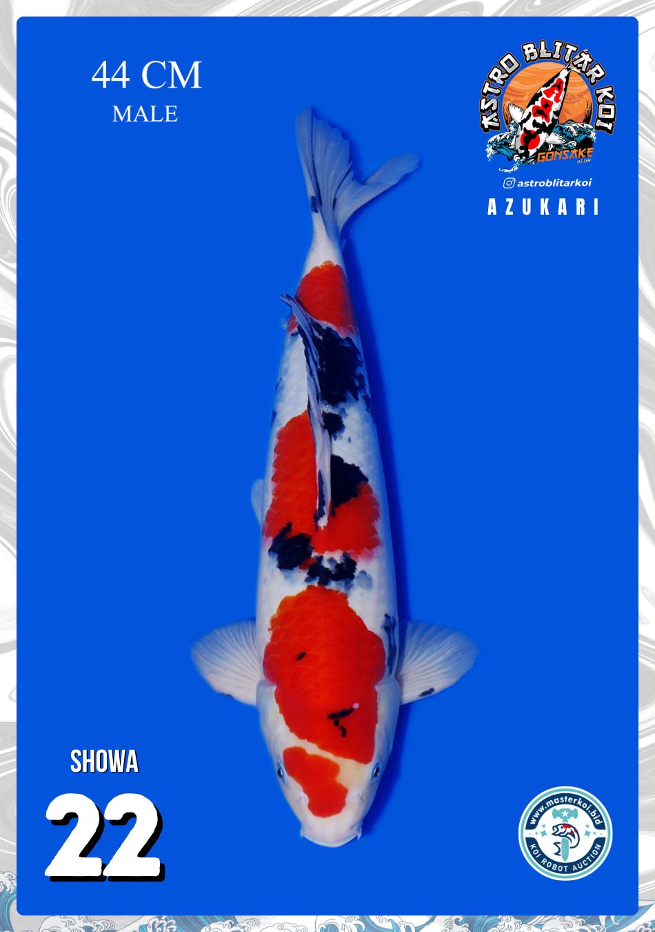SHOWA 44cm