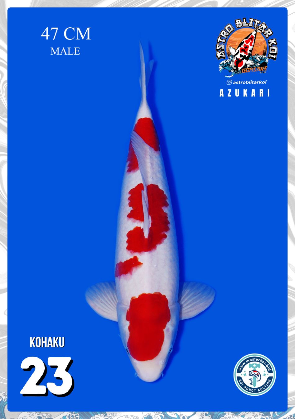 KOHAKU 47cm