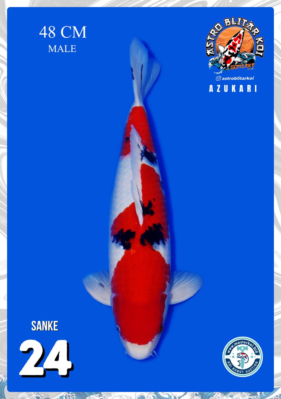 SANKE 48cm