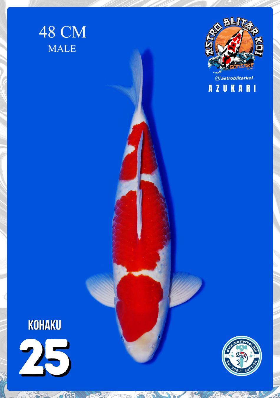 KOHAKU 48cm