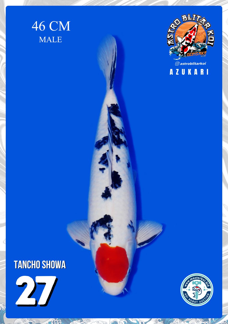 TANCHO SHOWA 46cm