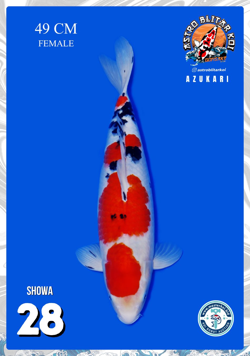 SHOWA 49cm