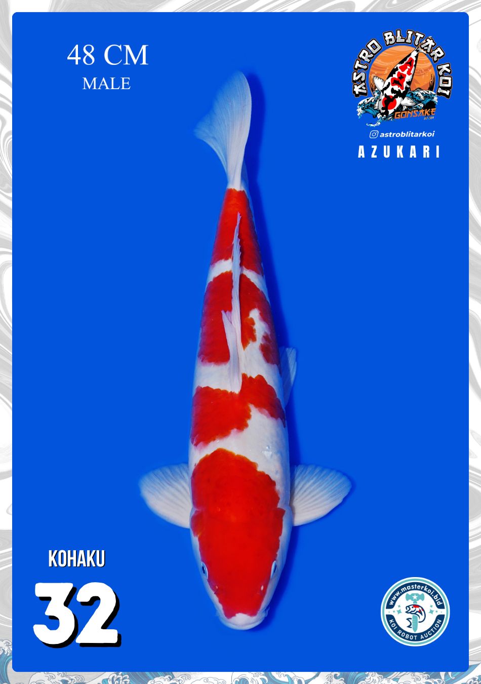 KOHAKU 48cm