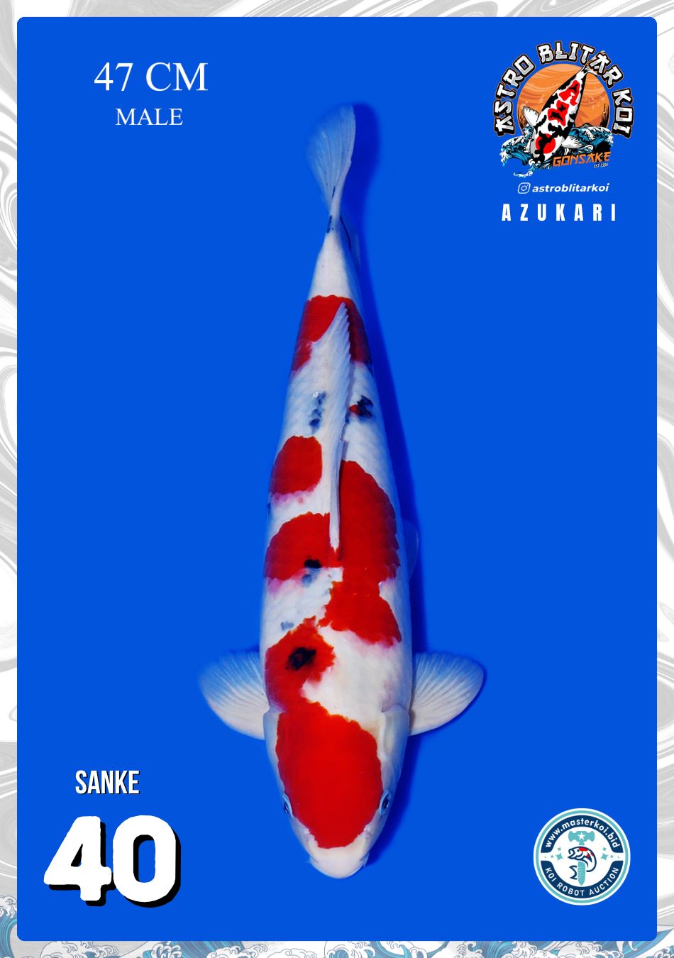 SANKE 47cm