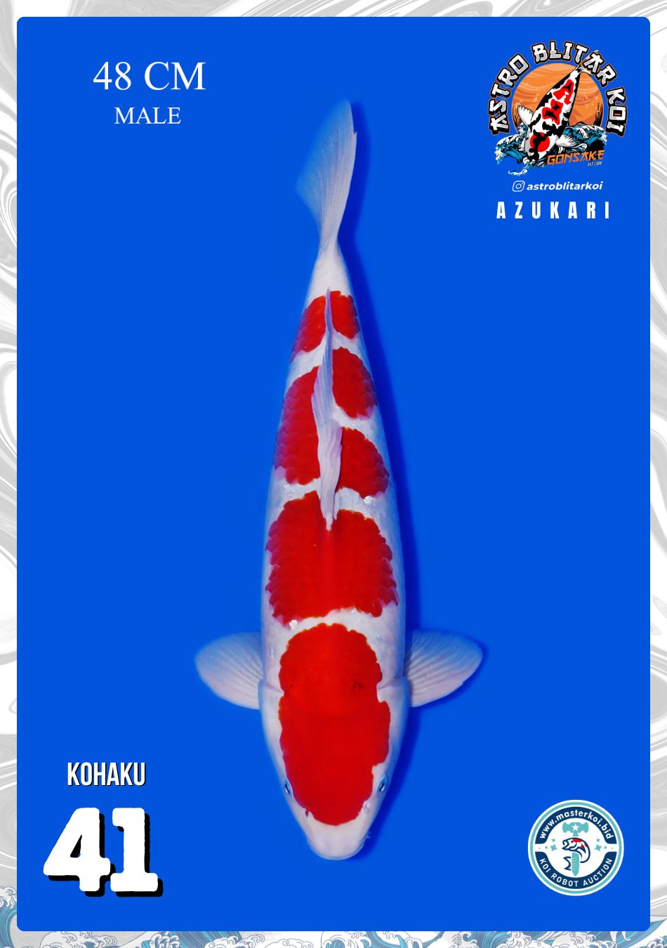 KOHAKU 48cm
