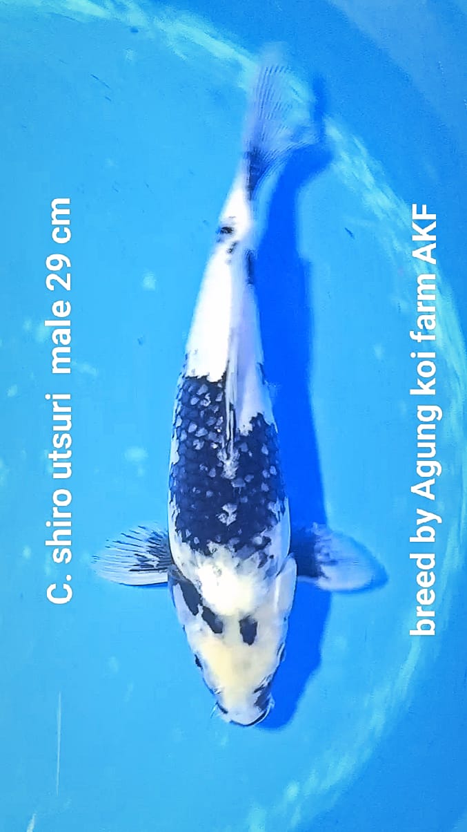 SHIRO AKF MUNUK 29cm