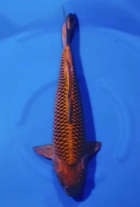 CHAGOI YAGENJI 53cm