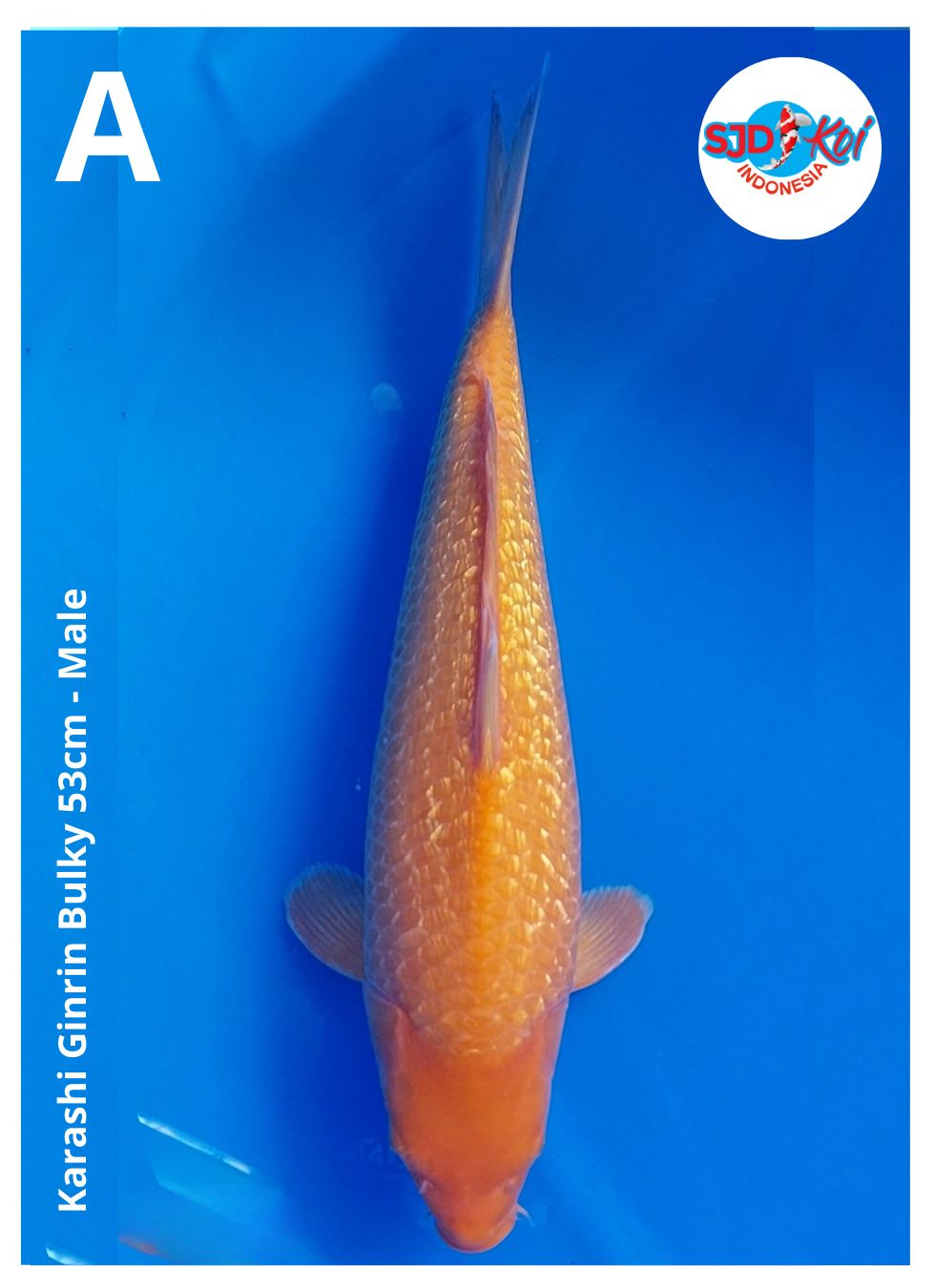 KARASHI GINRINBULKY 53cm
