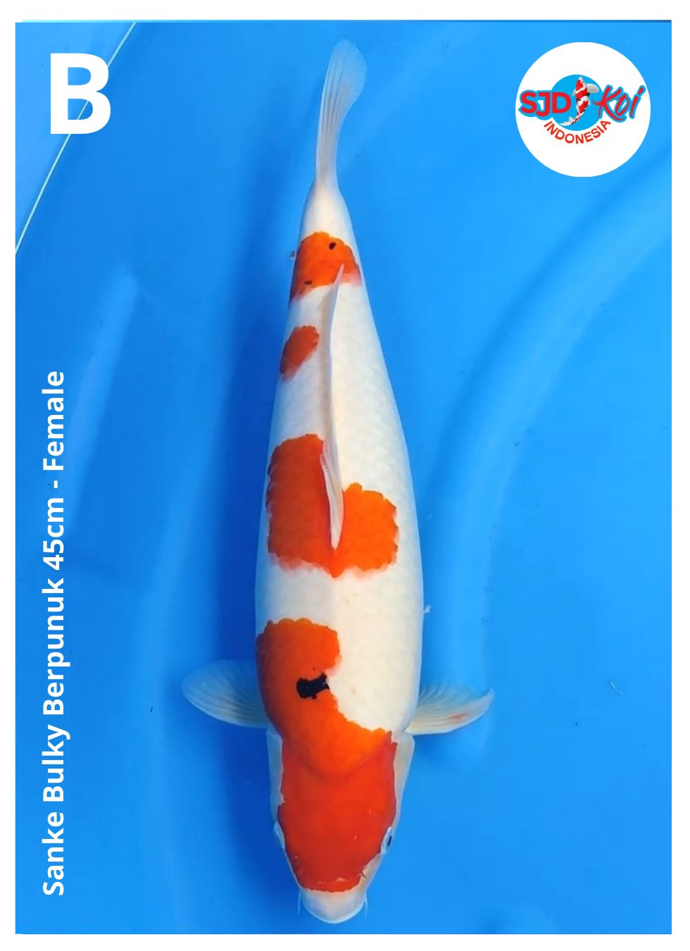 SANKEBULKY BERPUNUK 45cm