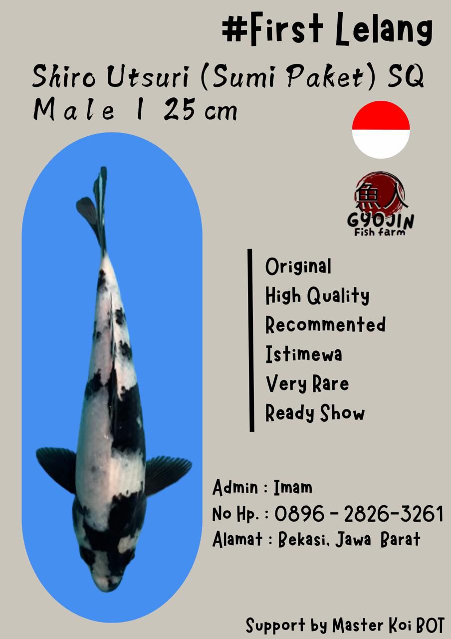 SHIRO UTSURI SUMI PAKET 25cm