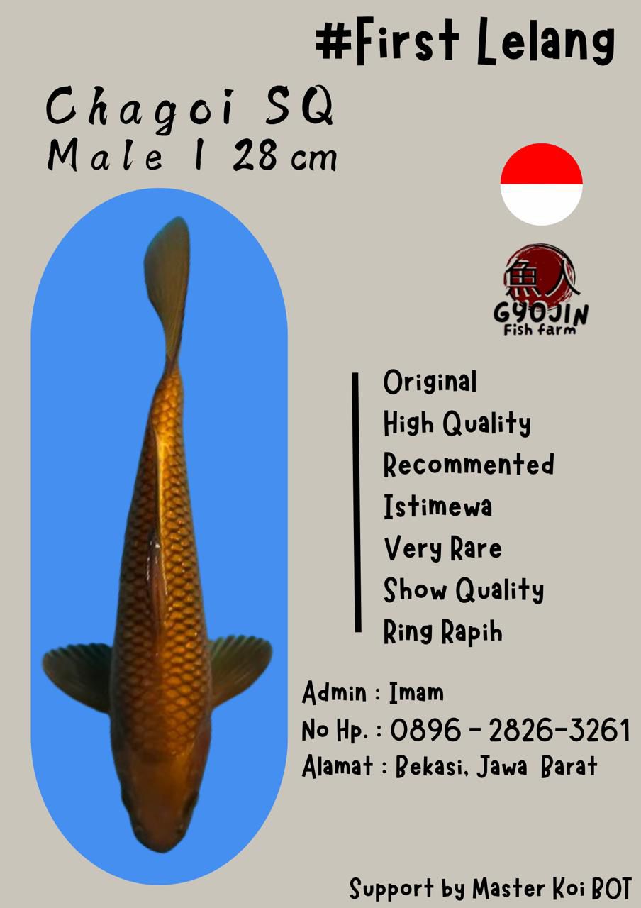 Lelang Koi Online, Jual Beli Ikan Koi, Pusat Jual Beli Koi, Info Lelang Koi Hari Ini, Platform Jual Beli Koi, Jual Beli Ikan Koi Online, Marketplace Ikan Koi, Jual Koi Terbaik, Tempat Beli Koi Berkualitas, Pasar Ikan Koi Online Terpercaya, Penjual Ikan Koi Terpercaya, Beli Koi Hias Online, Ikan Koi untuk Dijual, Koi Kualitas Terbaik, Toko Online Ikan Koi, Koi Hias Untuk Dijual, Jual Beli Ikan Koi Lokal, Koi Indonesia Online, Pusat Jual Beli Koi Terbesar