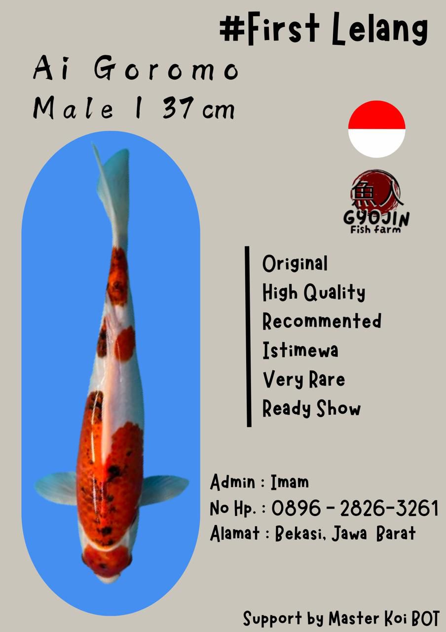 Lelang Koi Online, Jual Beli Ikan Koi, Pusat Jual Beli Koi, Info Lelang Koi Hari Ini, Platform Jual Beli Koi, Jual Beli Ikan Koi Online, Marketplace Ikan Koi, Jual Koi Terbaik, Tempat Beli Koi Berkualitas, Pasar Ikan Koi Online Terpercaya, Penjual Ikan Koi Terpercaya, Beli Koi Hias Online, Ikan Koi untuk Dijual, Koi Kualitas Terbaik, Toko Online Ikan Koi, Koi Hias Untuk Dijual, Jual Beli Ikan Koi Lokal, Koi Indonesia Online, Pusat Jual Beli Koi Terbesar