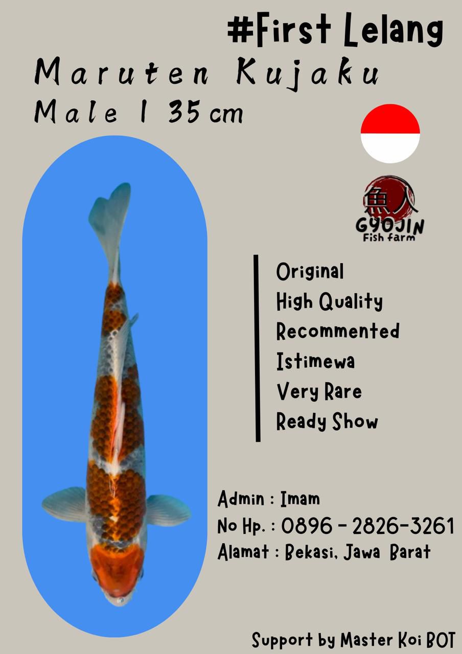 MARUTEN KUJAKU 35cm