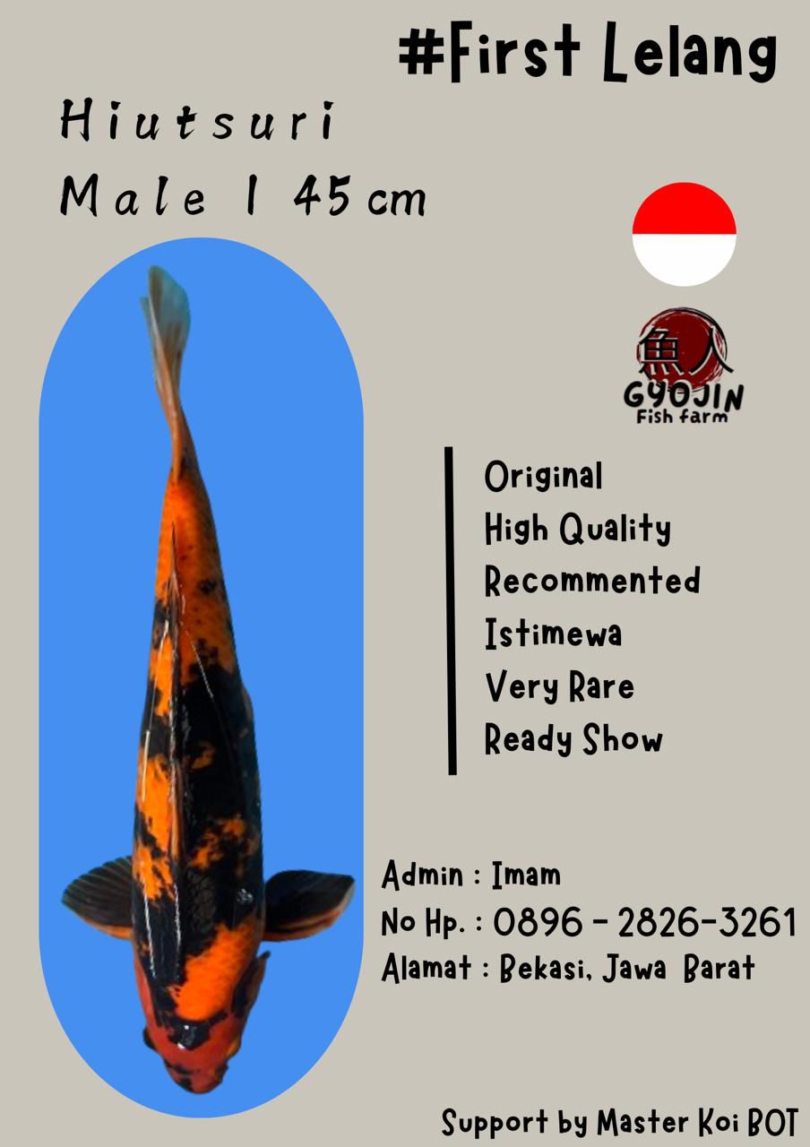 Lelang Koi Online, Jual Beli Ikan Koi, Pusat Jual Beli Koi, Info Lelang Koi Hari Ini, Platform Jual Beli Koi, Jual Beli Ikan Koi Online, Marketplace Ikan Koi, Jual Koi Terbaik, Tempat Beli Koi Berkualitas, Pasar Ikan Koi Online Terpercaya, Penjual Ikan Koi Terpercaya, Beli Koi Hias Online, Ikan Koi untuk Dijual, Koi Kualitas Terbaik, Toko Online Ikan Koi, Koi Hias Untuk Dijual, Jual Beli Ikan Koi Lokal, Koi Indonesia Online, Pusat Jual Beli Koi Terbesar