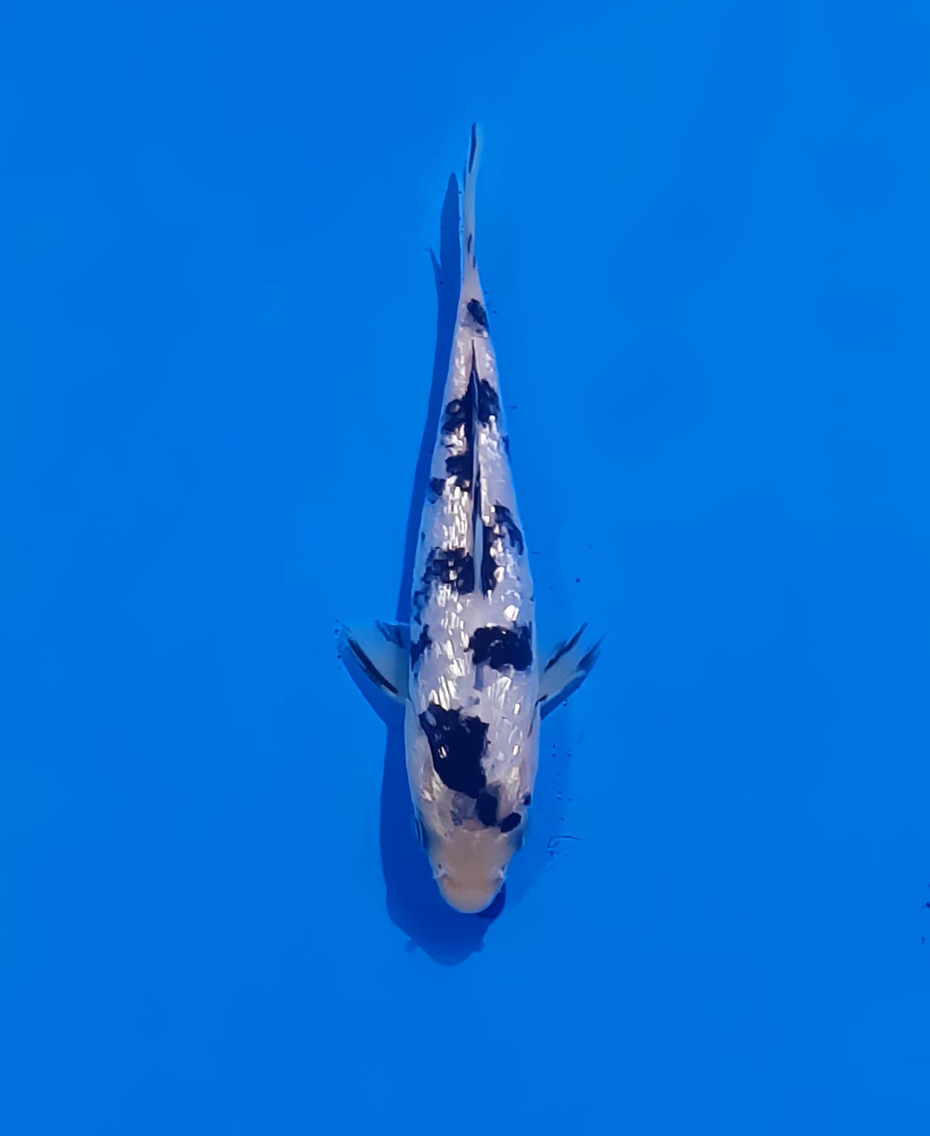 GINRIN BEKKO 12cm
