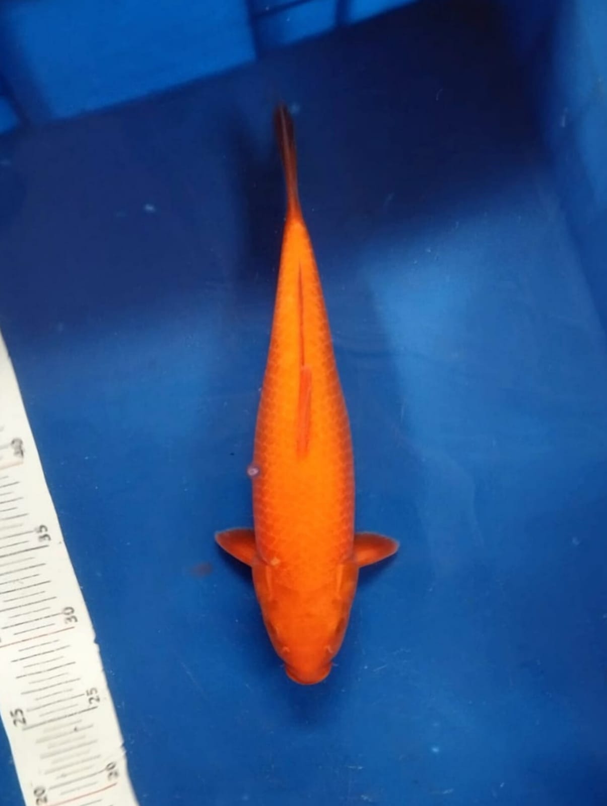 RED KARASYI CALON JOS LOKASI DEPOK 38cm