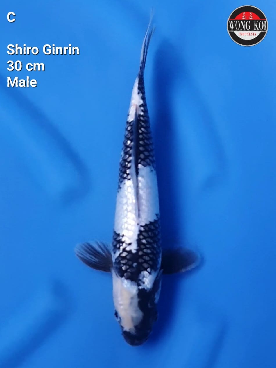 SHIRO FULL GINRIN MALE 30cm