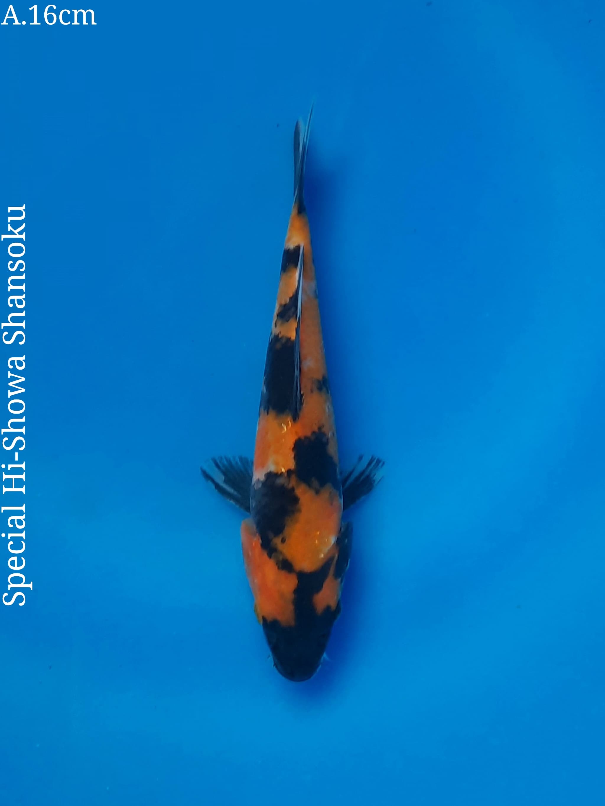 Ikan Koi SPECIAL HISHOWA SHANSOKU NICE PATTERN 16cm, lelang koi SPECIAL HISHOWA SHANSOKU NICE PATTERN 16cm, jual koi SPECIAL HISHOWA SHANSOKU NICE PATTERN 16cm, beli koi SPECIAL HISHOWA SHANSOKU NICE PATTERN 16cm, Lelang Koi Online, Jual Beli Ikan Koi, Pusat Jual Beli Koi, Info Lelang Koi Hari Ini, Platform Jual Beli Koi, Jual Beli Ikan Koi Online, Marketplace Ikan Koi, Jual Koi Terbaik, Tempat Beli Koi Berkualitas, Pasar Ikan Koi Online Terpercaya, Penjual Ikan Koi Terpercaya, Beli Koi Hias Online, Ikan Koi untuk Dijual, Koi Kualitas Terbaik, Toko Online Ikan Koi, Koi Hias Untuk Dijual, Jual Beli Ikan Koi Lokal, Koi Indonesia Online, Pusat Jual Beli Koi Terbesar