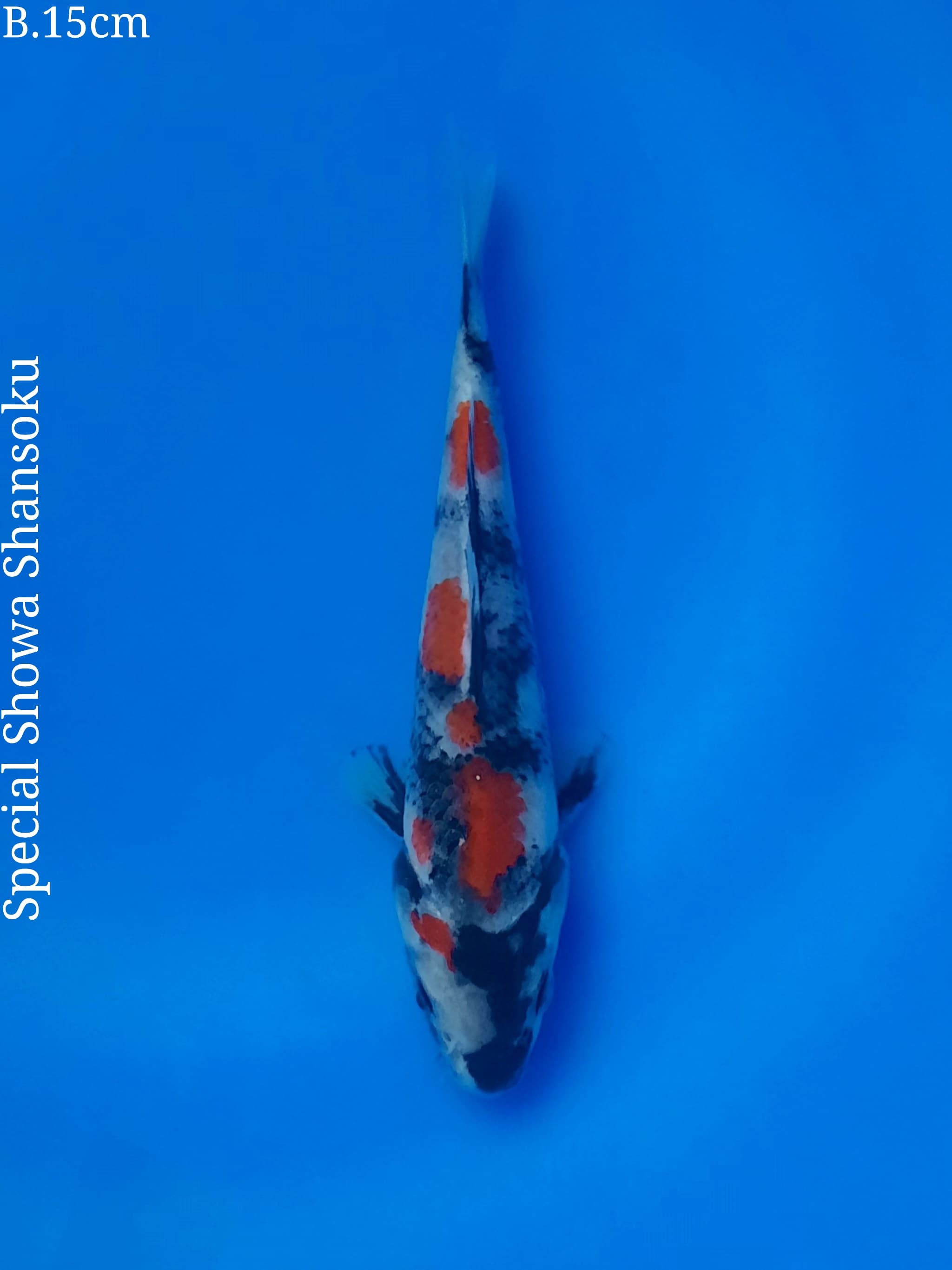 Ikan Koi SPECIAL SHOWA SHANSOKU TATEGOI 15cm, lelang koi SPECIAL SHOWA SHANSOKU TATEGOI 15cm, jual koi SPECIAL SHOWA SHANSOKU TATEGOI 15cm, beli koi SPECIAL SHOWA SHANSOKU TATEGOI 15cm, Lelang Koi Online, Jual Beli Ikan Koi, Pusat Jual Beli Koi, Info Lelang Koi Hari Ini, Platform Jual Beli Koi, Jual Beli Ikan Koi Online, Marketplace Ikan Koi, Jual Koi Terbaik, Tempat Beli Koi Berkualitas, Pasar Ikan Koi Online Terpercaya, Penjual Ikan Koi Terpercaya, Beli Koi Hias Online, Ikan Koi untuk Dijual, Koi Kualitas Terbaik, Toko Online Ikan Koi, Koi Hias Untuk Dijual, Jual Beli Ikan Koi Lokal, Koi Indonesia Online, Pusat Jual Beli Koi Terbesar