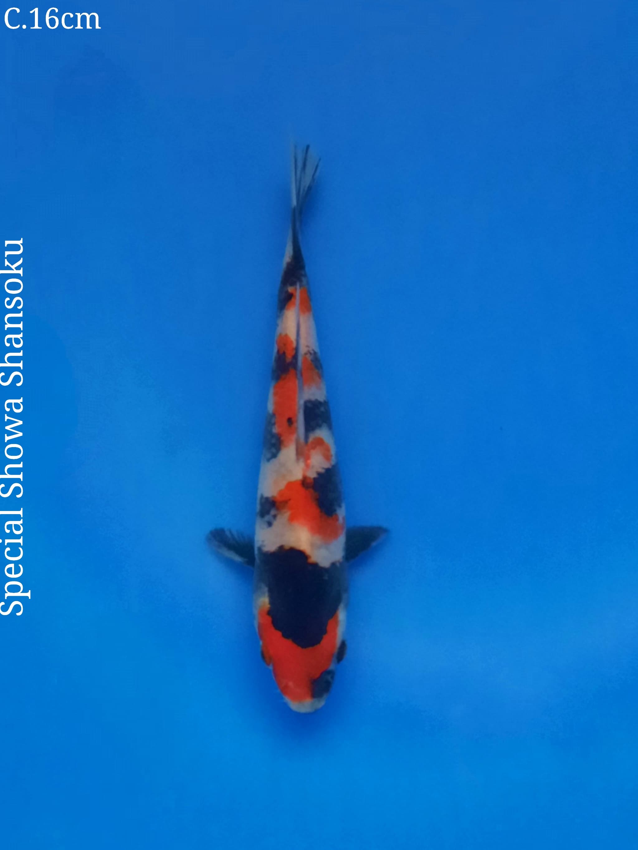 Ikan Koi SPECIAL SHOWA SHANSOKU 16cm, lelang koi SPECIAL SHOWA SHANSOKU 16cm, jual koi SPECIAL SHOWA SHANSOKU 16cm, beli koi SPECIAL SHOWA SHANSOKU 16cm, Lelang Koi Online, Jual Beli Ikan Koi, Pusat Jual Beli Koi, Info Lelang Koi Hari Ini, Platform Jual Beli Koi, Jual Beli Ikan Koi Online, Marketplace Ikan Koi, Jual Koi Terbaik, Tempat Beli Koi Berkualitas, Pasar Ikan Koi Online Terpercaya, Penjual Ikan Koi Terpercaya, Beli Koi Hias Online, Ikan Koi untuk Dijual, Koi Kualitas Terbaik, Toko Online Ikan Koi, Koi Hias Untuk Dijual, Jual Beli Ikan Koi Lokal, Koi Indonesia Online, Pusat Jual Beli Koi Terbesar