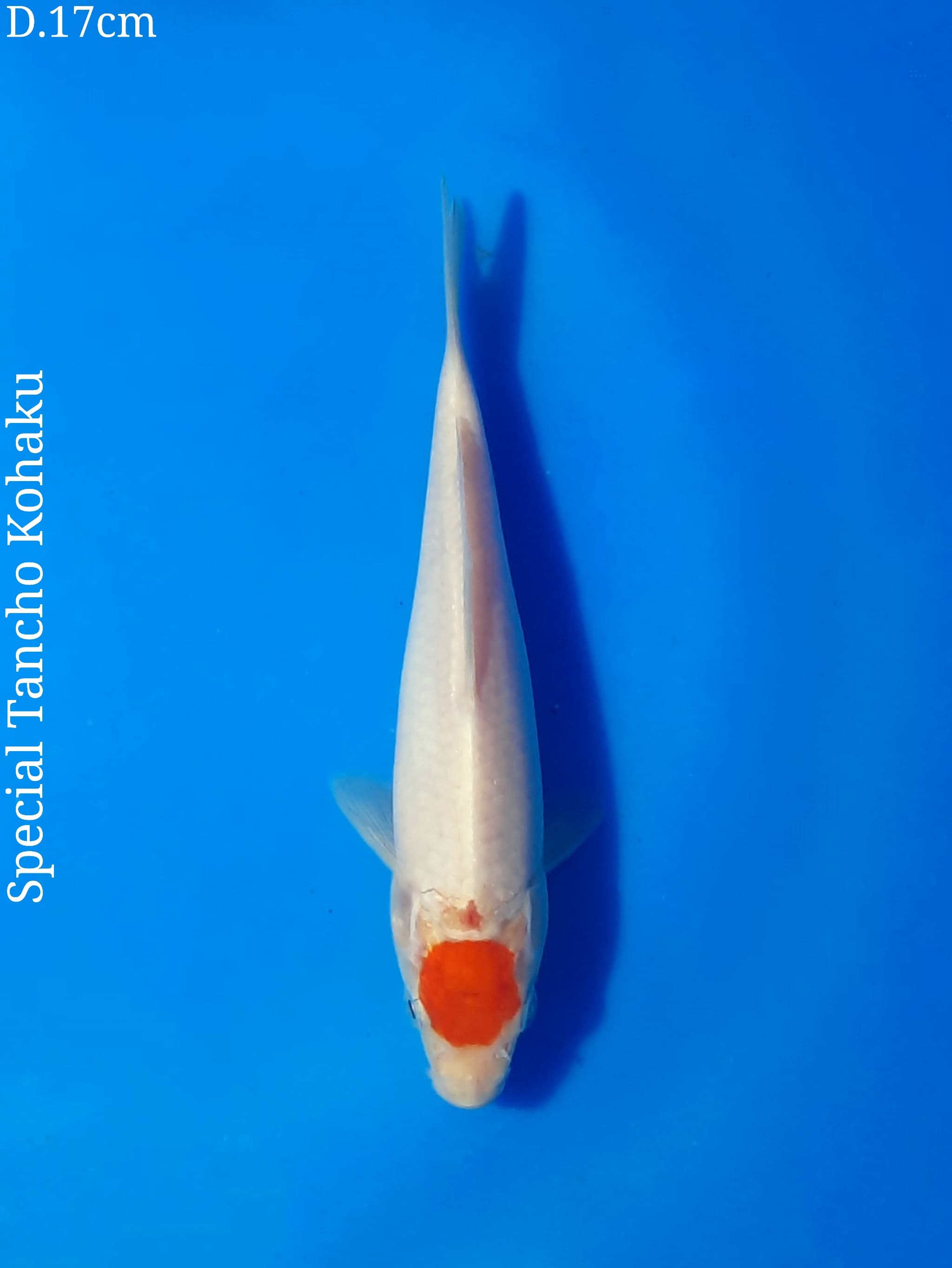 Ikan Koi SPECIAL TANCHO KOHAKU CUTTING KERING 17cm, lelang koi SPECIAL TANCHO KOHAKU CUTTING KERING 17cm, jual koi SPECIAL TANCHO KOHAKU CUTTING KERING 17cm, beli koi SPECIAL TANCHO KOHAKU CUTTING KERING 17cm, Lelang Koi Online, Jual Beli Ikan Koi, Pusat Jual Beli Koi, Info Lelang Koi Hari Ini, Platform Jual Beli Koi, Jual Beli Ikan Koi Online, Marketplace Ikan Koi, Jual Koi Terbaik, Tempat Beli Koi Berkualitas, Pasar Ikan Koi Online Terpercaya, Penjual Ikan Koi Terpercaya, Beli Koi Hias Online, Ikan Koi untuk Dijual, Koi Kualitas Terbaik, Toko Online Ikan Koi, Koi Hias Untuk Dijual, Jual Beli Ikan Koi Lokal, Koi Indonesia Online, Pusat Jual Beli Koi Terbesar