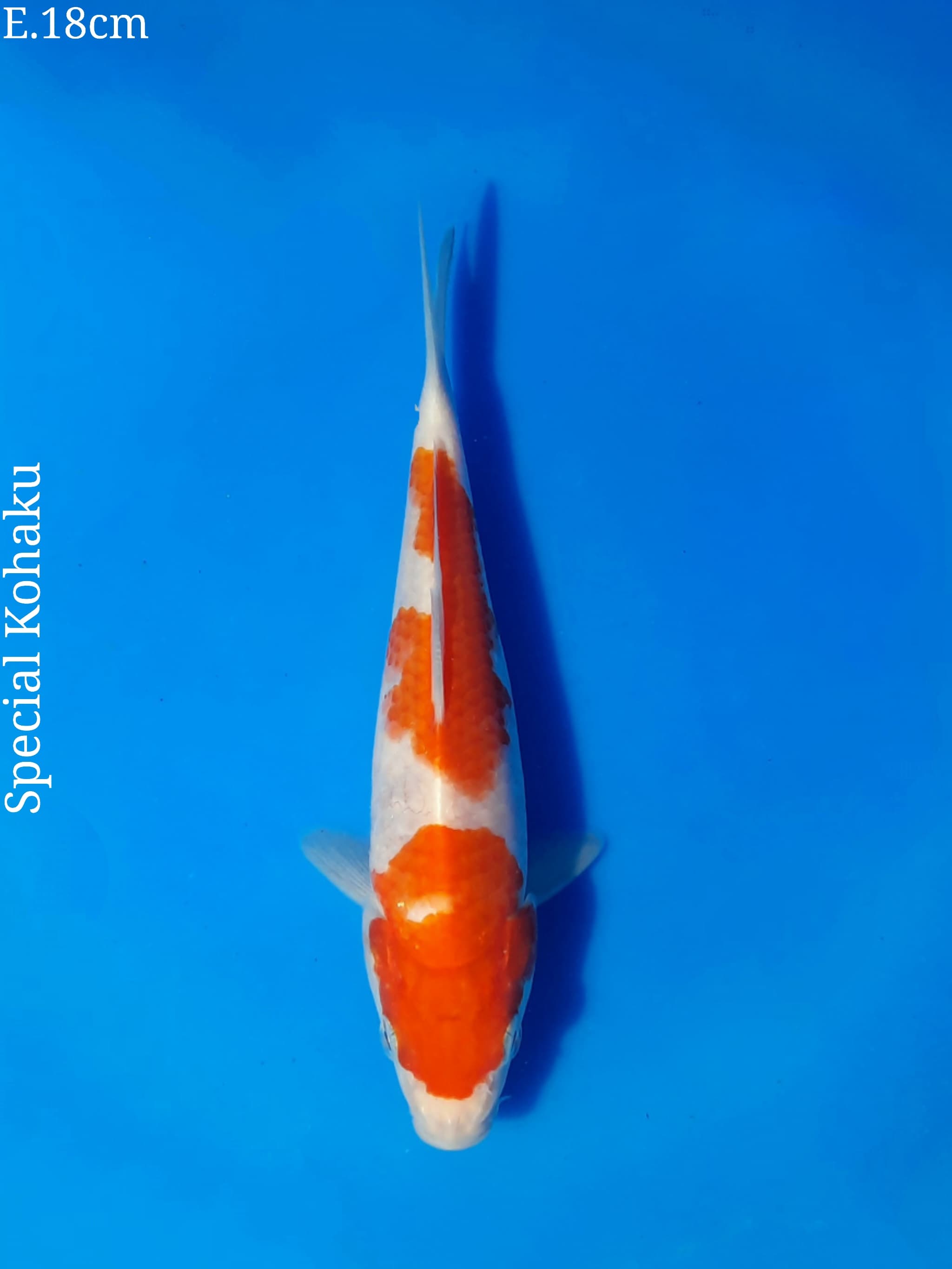 Ikan Koi SPECIAL KOHAKU BAKAT JUMBO18cm, lelang koi SPECIAL KOHAKU BAKAT JUMBO18cm, jual koi SPECIAL KOHAKU BAKAT JUMBO18cm, beli koi SPECIAL KOHAKU BAKAT JUMBO18cm, Lelang Koi Online, Jual Beli Ikan Koi, Pusat Jual Beli Koi, Info Lelang Koi Hari Ini, Platform Jual Beli Koi, Jual Beli Ikan Koi Online, Marketplace Ikan Koi, Jual Koi Terbaik, Tempat Beli Koi Berkualitas, Pasar Ikan Koi Online Terpercaya, Penjual Ikan Koi Terpercaya, Beli Koi Hias Online, Ikan Koi untuk Dijual, Koi Kualitas Terbaik, Toko Online Ikan Koi, Koi Hias Untuk Dijual, Jual Beli Ikan Koi Lokal, Koi Indonesia Online, Pusat Jual Beli Koi Terbesar