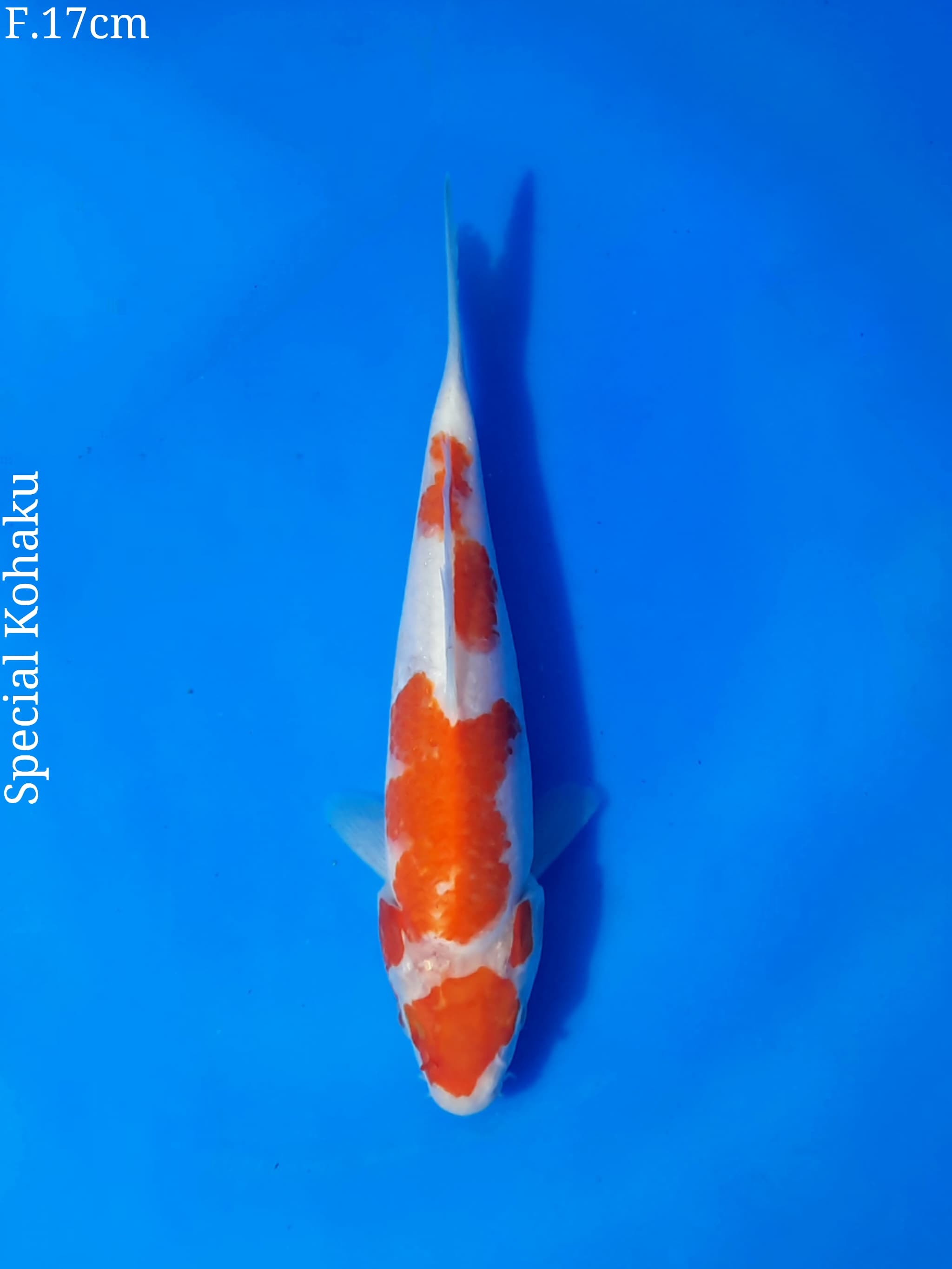 Ikan Koi SPECIAL KOHAKU 17cm, lelang koi SPECIAL KOHAKU 17cm, jual koi SPECIAL KOHAKU 17cm, beli koi SPECIAL KOHAKU 17cm, Lelang Koi Online, Jual Beli Ikan Koi, Pusat Jual Beli Koi, Info Lelang Koi Hari Ini, Platform Jual Beli Koi, Jual Beli Ikan Koi Online, Marketplace Ikan Koi, Jual Koi Terbaik, Tempat Beli Koi Berkualitas, Pasar Ikan Koi Online Terpercaya, Penjual Ikan Koi Terpercaya, Beli Koi Hias Online, Ikan Koi untuk Dijual, Koi Kualitas Terbaik, Toko Online Ikan Koi, Koi Hias Untuk Dijual, Jual Beli Ikan Koi Lokal, Koi Indonesia Online, Pusat Jual Beli Koi Terbesar