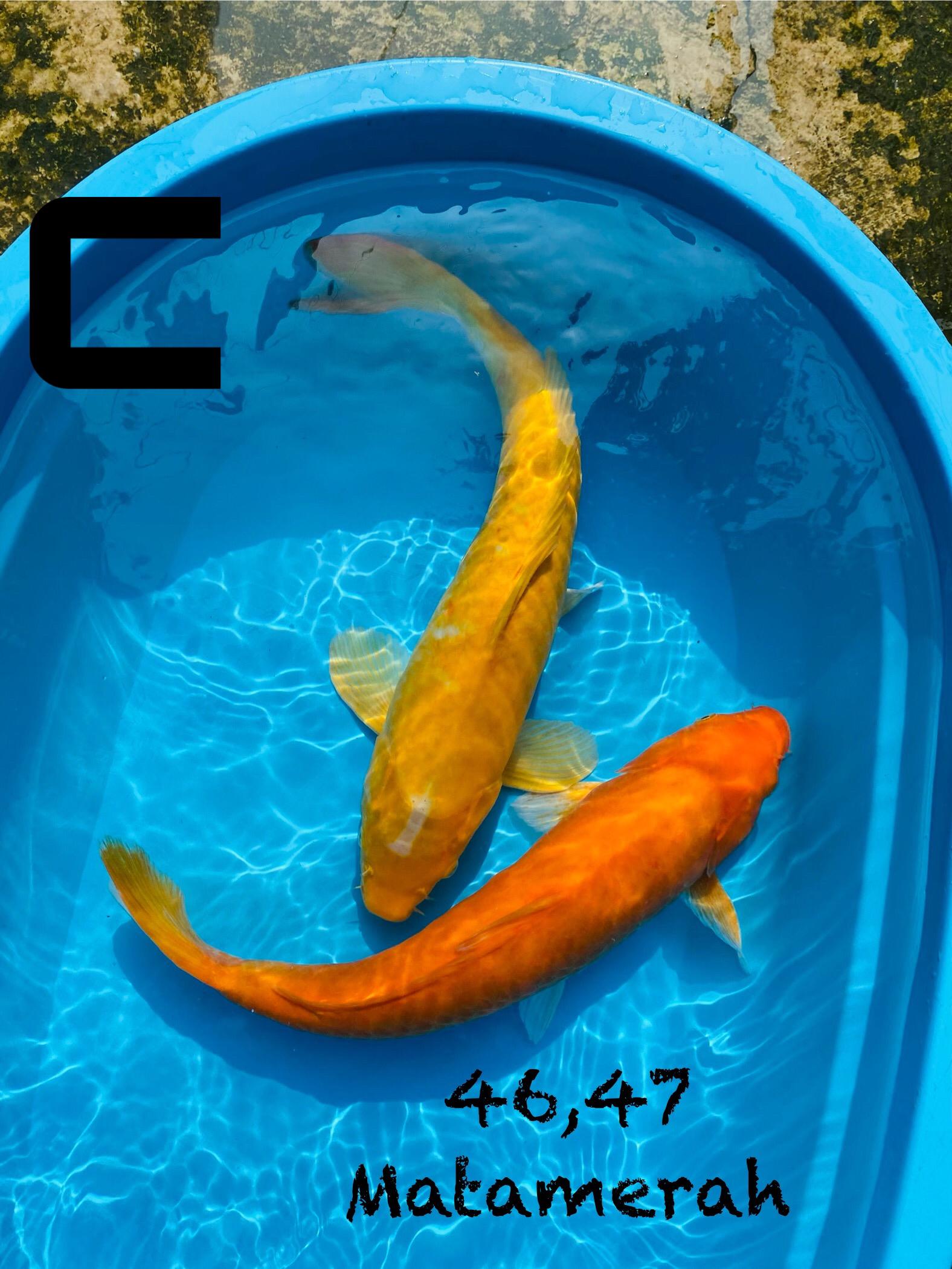 KARASI JUMBO BREEDER KHUSNUL 46 47cm