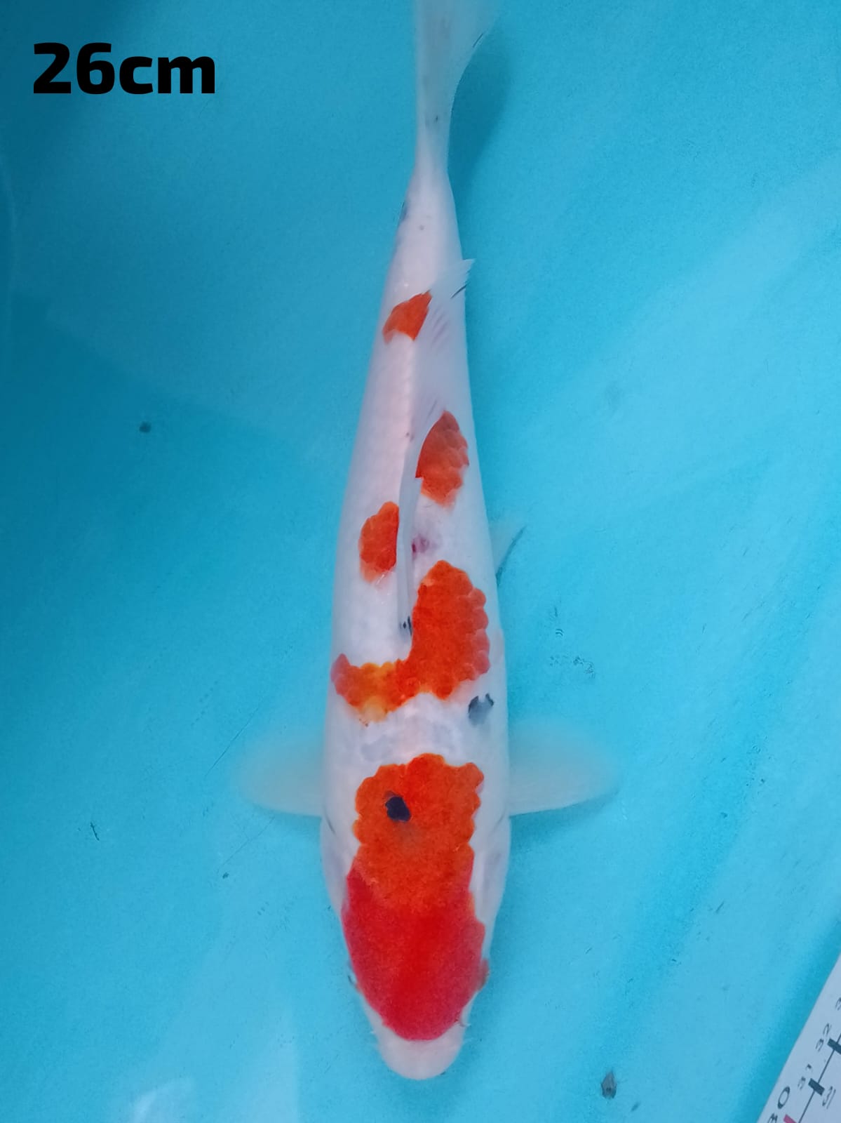 Lelang Koi Online, Jual Beli Ikan Koi, Pusat Jual Beli Koi, Info Lelang Koi Hari Ini, Platform Jual Beli Koi, Jual Beli Ikan Koi Online, Marketplace Ikan Koi, Jual Koi Terbaik, Tempat Beli Koi Berkualitas, Pasar Ikan Koi Online Terpercaya, Penjual Ikan Koi Terpercaya, Beli Koi Hias Online, Ikan Koi untuk Dijual, Koi Kualitas Terbaik, Toko Online Ikan Koi, Koi Hias Untuk Dijual, Jual Beli Ikan Koi Lokal, Koi Indonesia Online, Pusat Jual Beli Koi Terbesar