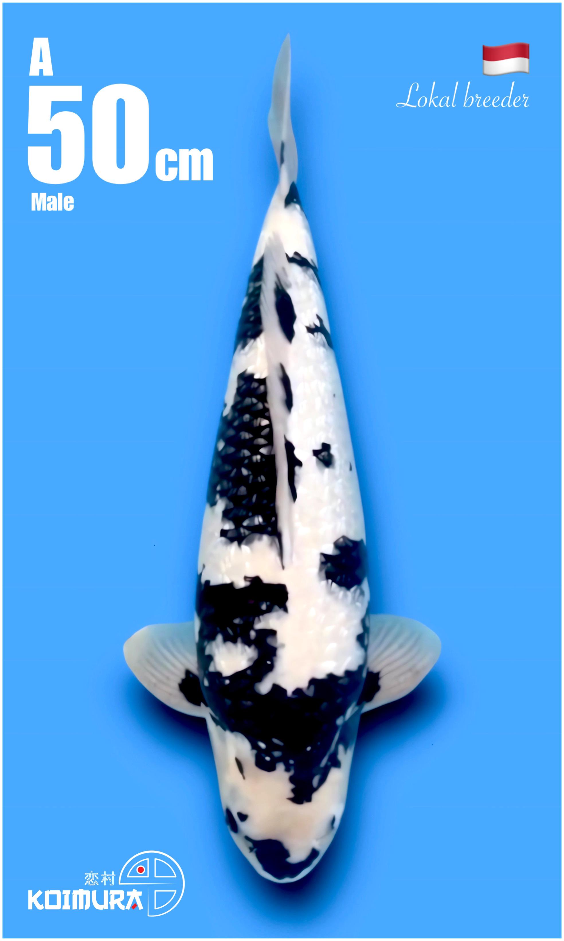 GINRIN SHIRO SUPER SHOW QUALITY 50cm