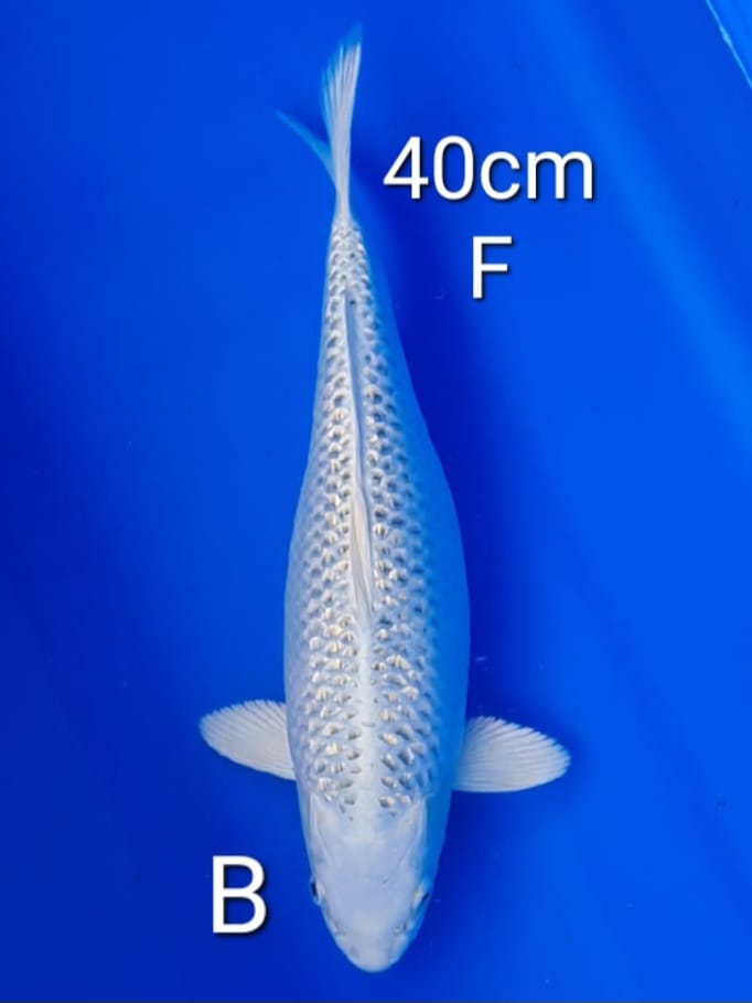 GINRIN GIN MATSUBA 40cm