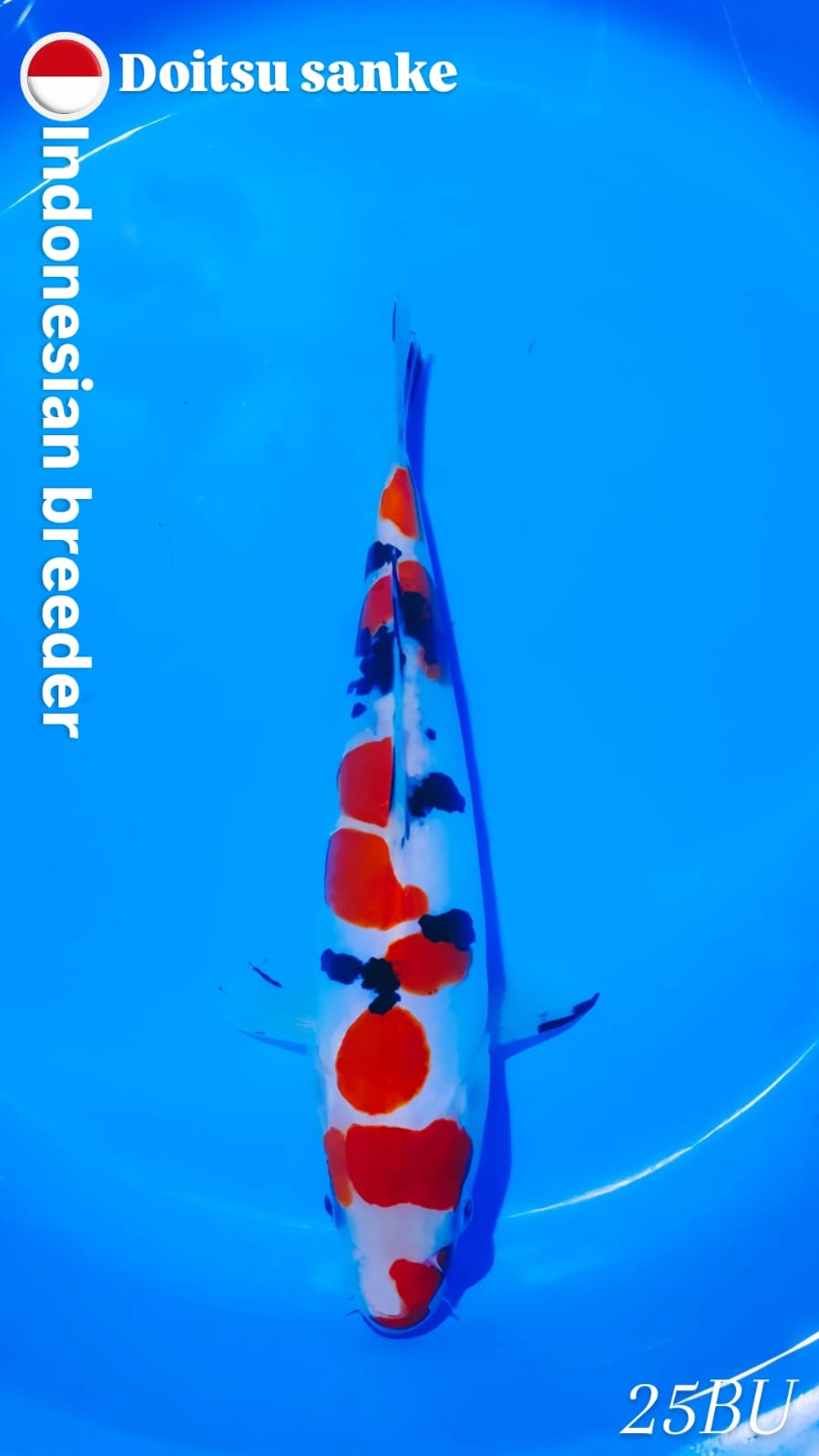 DOITSU SANKE 22cm