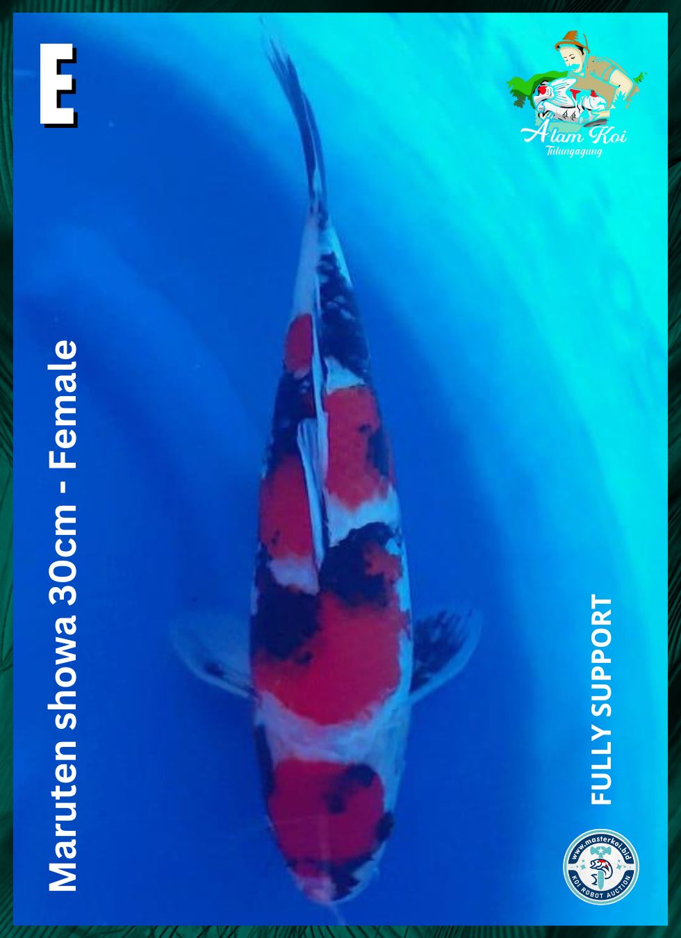 MARUTEN SHOWA 30cm