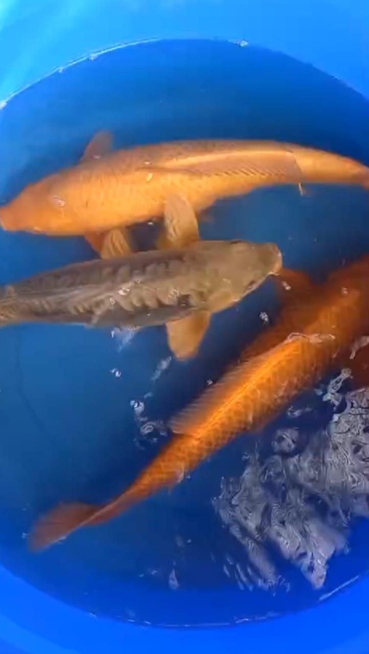 PAKET 3 EKOR CARAMEL MIDORI DAN ARAGOKE JUMBO ISTIMEWA LOKASI IKAN INDRAMAYU NOTA PEMBAYARAN PALING LAMBAT 2 KALI 24 JM BILA MELEBIHI BATAS TERSEBUT BELUM KONFIRMASI KE ADMIN BELUM MENYELESAIKAN PEMBAYARAN KAMI LAPORKAN BNR KE MASTER KOI BOT 4552cm