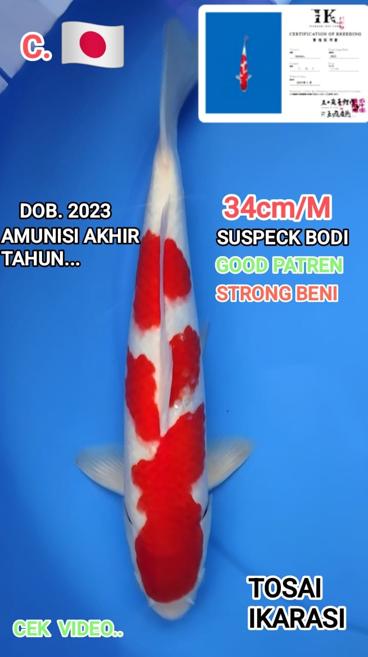 KOHAKU ISTIMEWA SUSPECK BODI MALE GOOD BENI NICE PATREN BERPUNUK IMPORT IKARASI INFO VIDEO 34cm