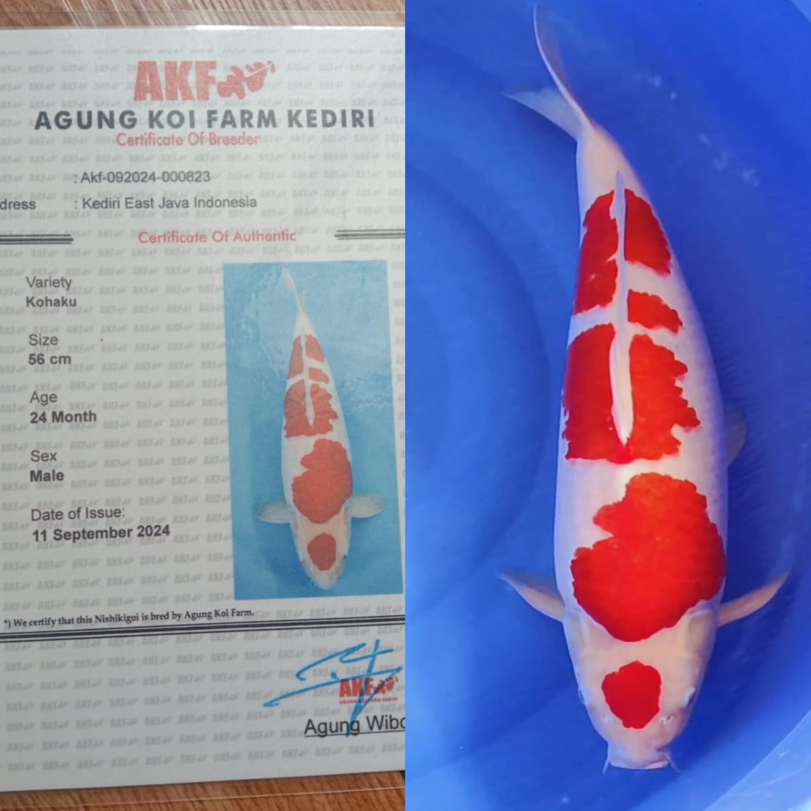 SUPER KOHAKU JUMBO SQ ISTIMEWA IKAN KELAS SULTAN LOKASI TULUNGAGUNG NOTA PEMBAYARAN PALING LAMBAT 2 KALI 24 JM BILA MELEBIHI BATAS TERSEBUT BELUM KONFIRMASI KE ADMIN BELUM MENYELESAIKAN PEMBAYARAN KAMI LAPORKAN BNR KE MASTER KOI BOT TERIMAKASIH 56cm