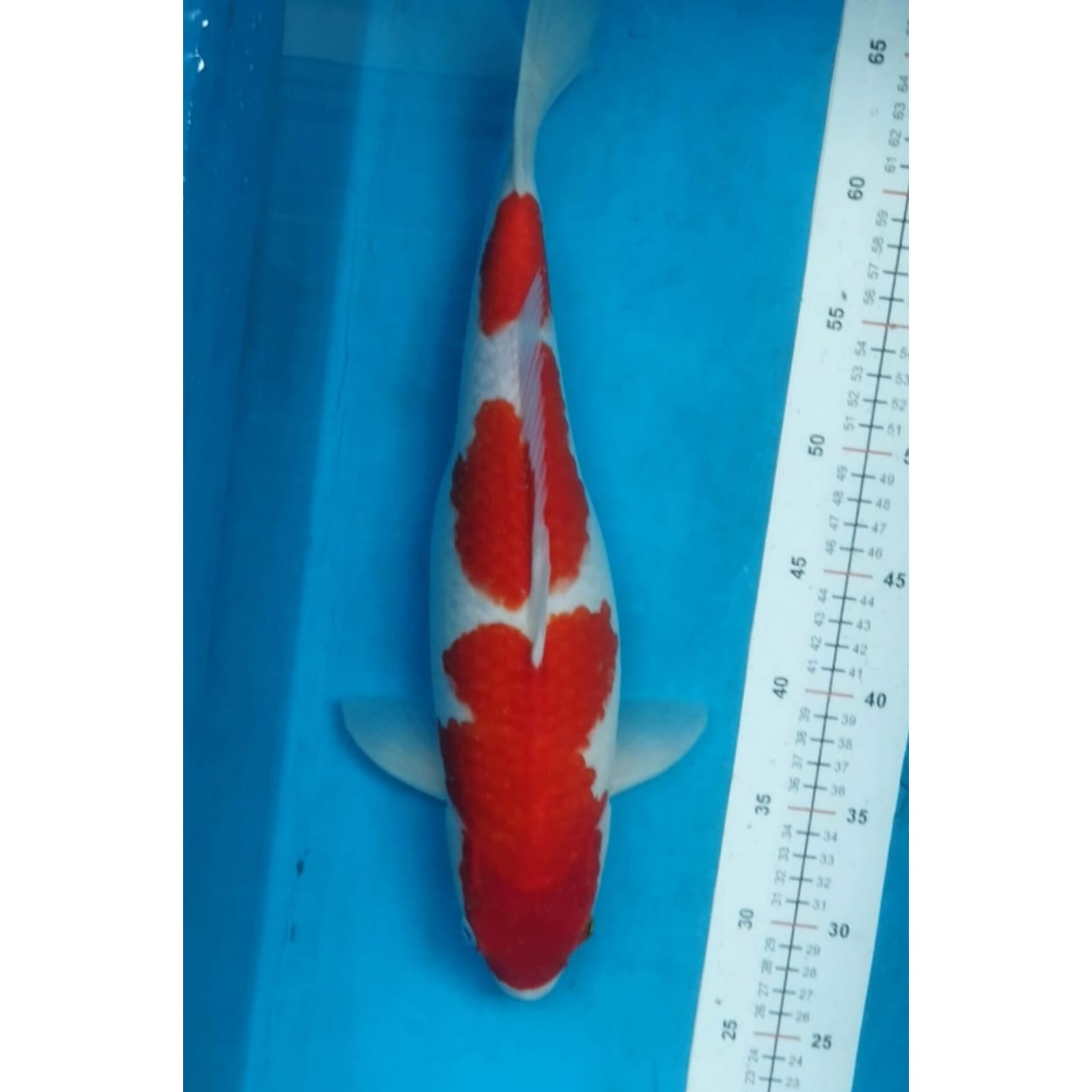 KOHAKU ISTIMEWA JUMBOBULKY LOKASI DEPOK 40cm