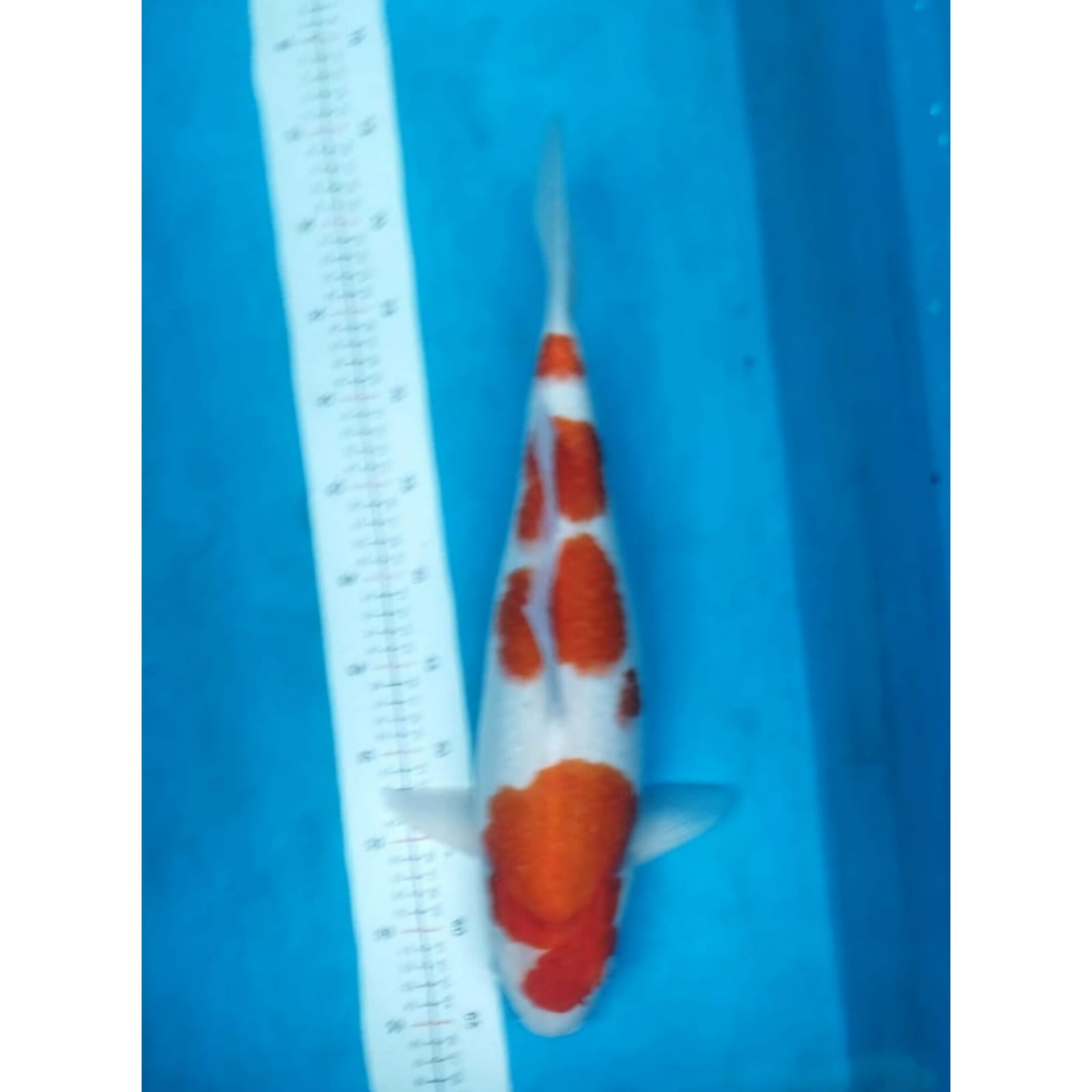 KOHAKU BODYBULKY ISTIMEWA LOKASI DEPOK 40cm