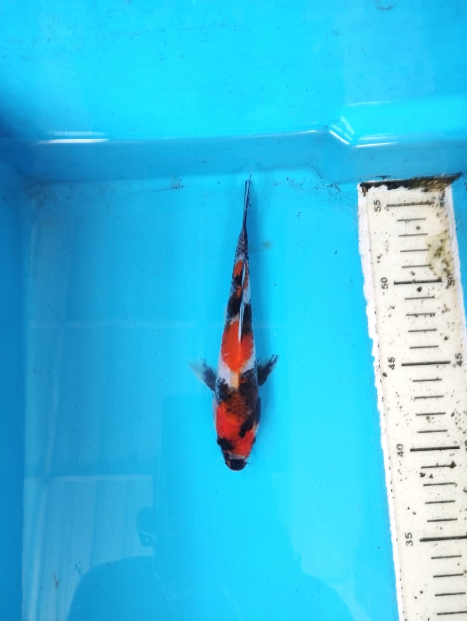 SHOWA 17cm