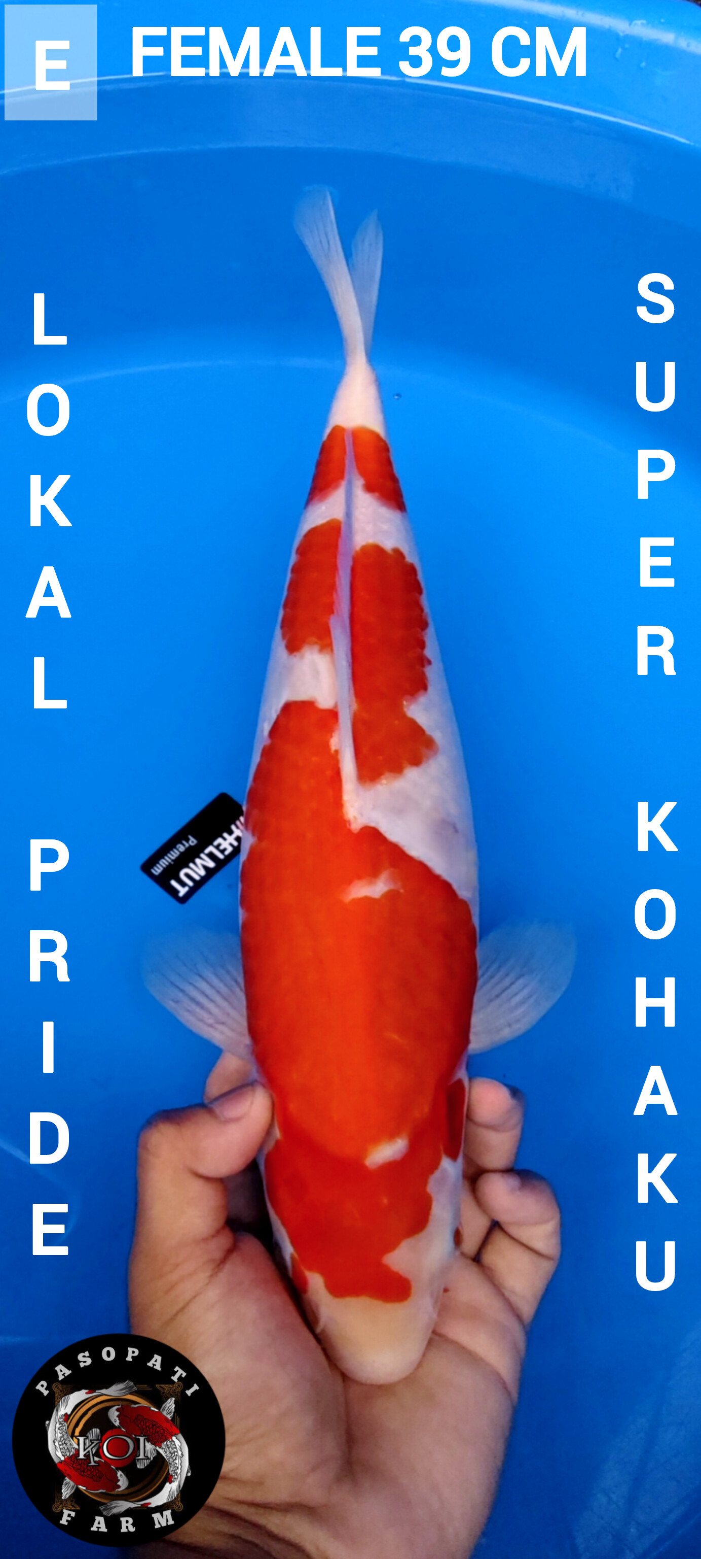 KOHAKU DI RAPIKAN SEDIKIT BODY SUPER JUMBO SKIN SUPER HALUS FEMALE 39cm
