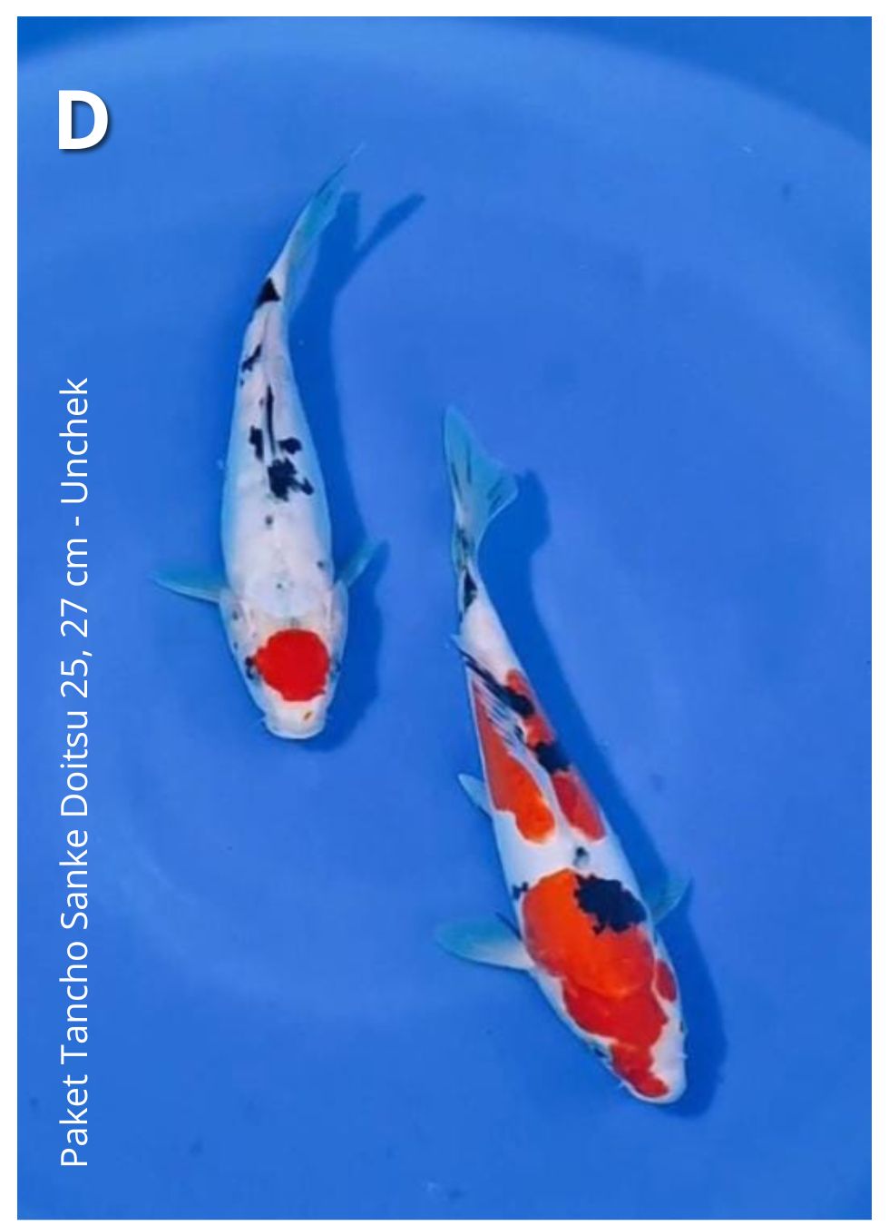 PAKET TANCHO SANKE DOITSU 25, 27cm